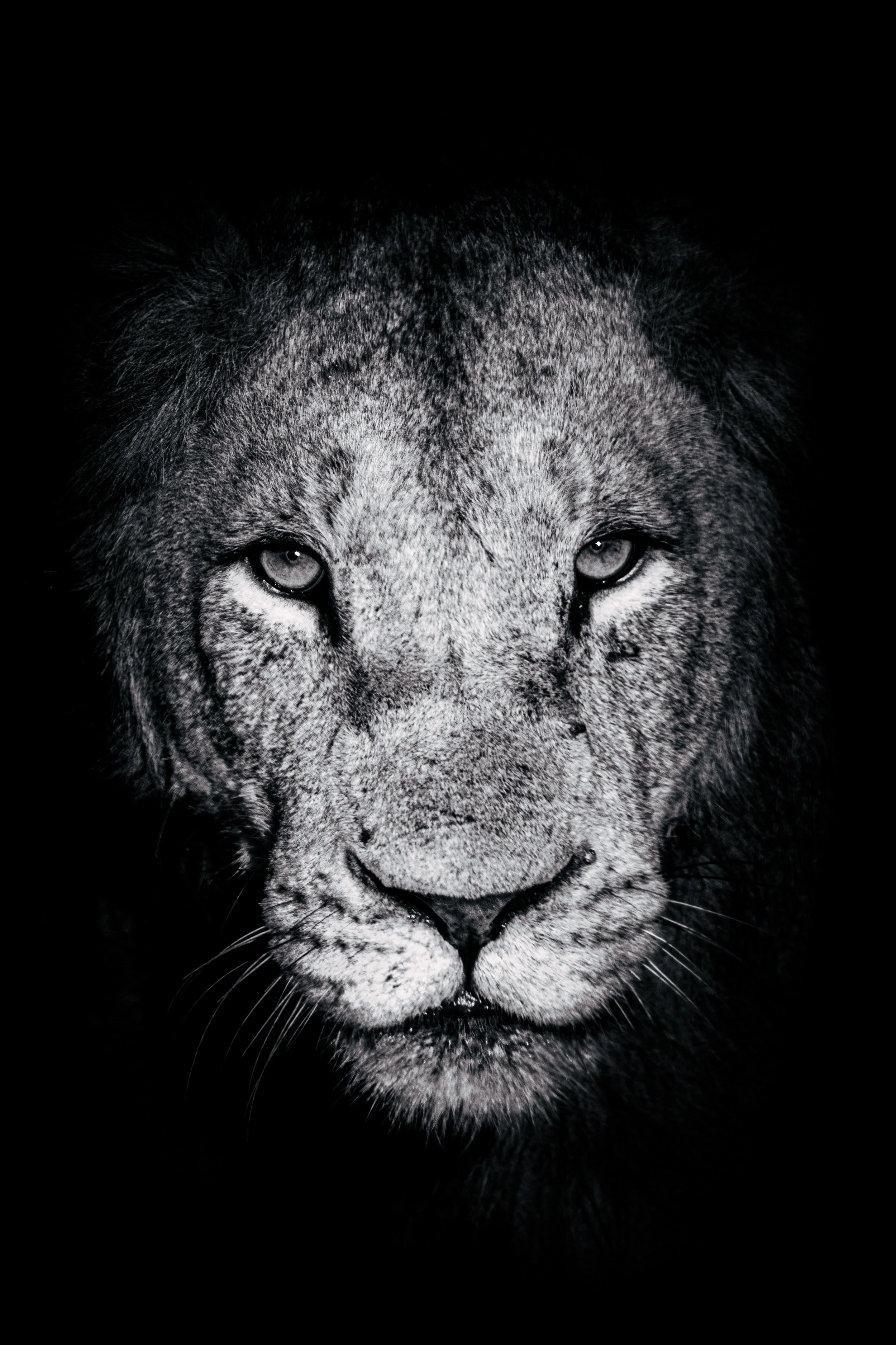 Close-up of a lion's face in black and white, showing piercing eyes and detailed fur.