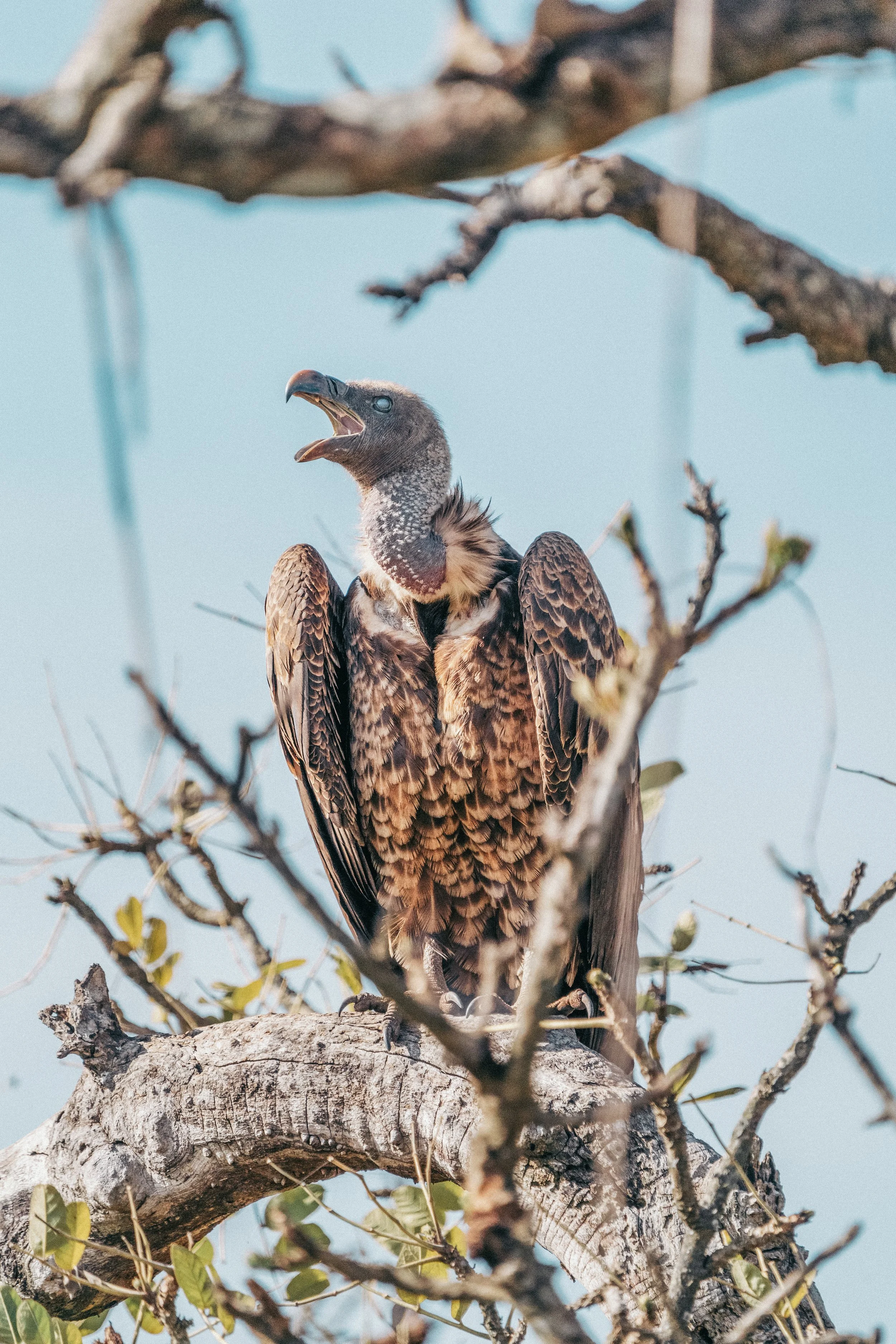 A vulture perched on a tree branch with its beak open and wings folded, surrounded by dry branches and sparse leaves against a blue sky.