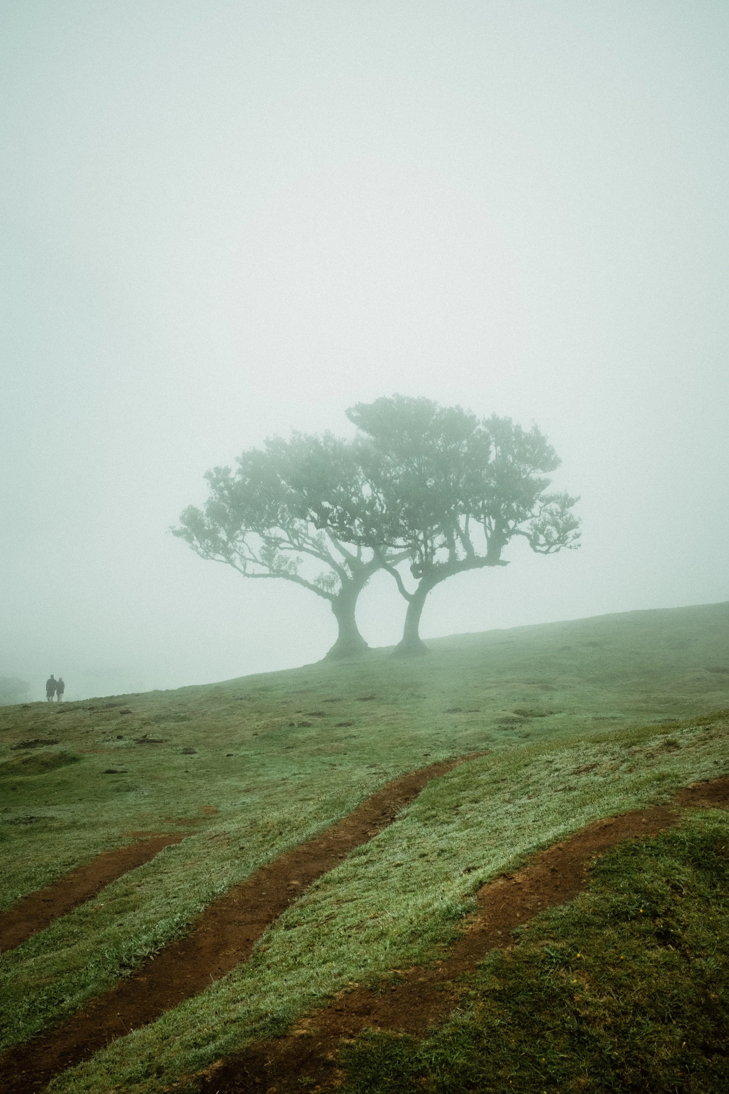 A foggy landscape with a lone tree on a grassy hill and two people walking in the distance.