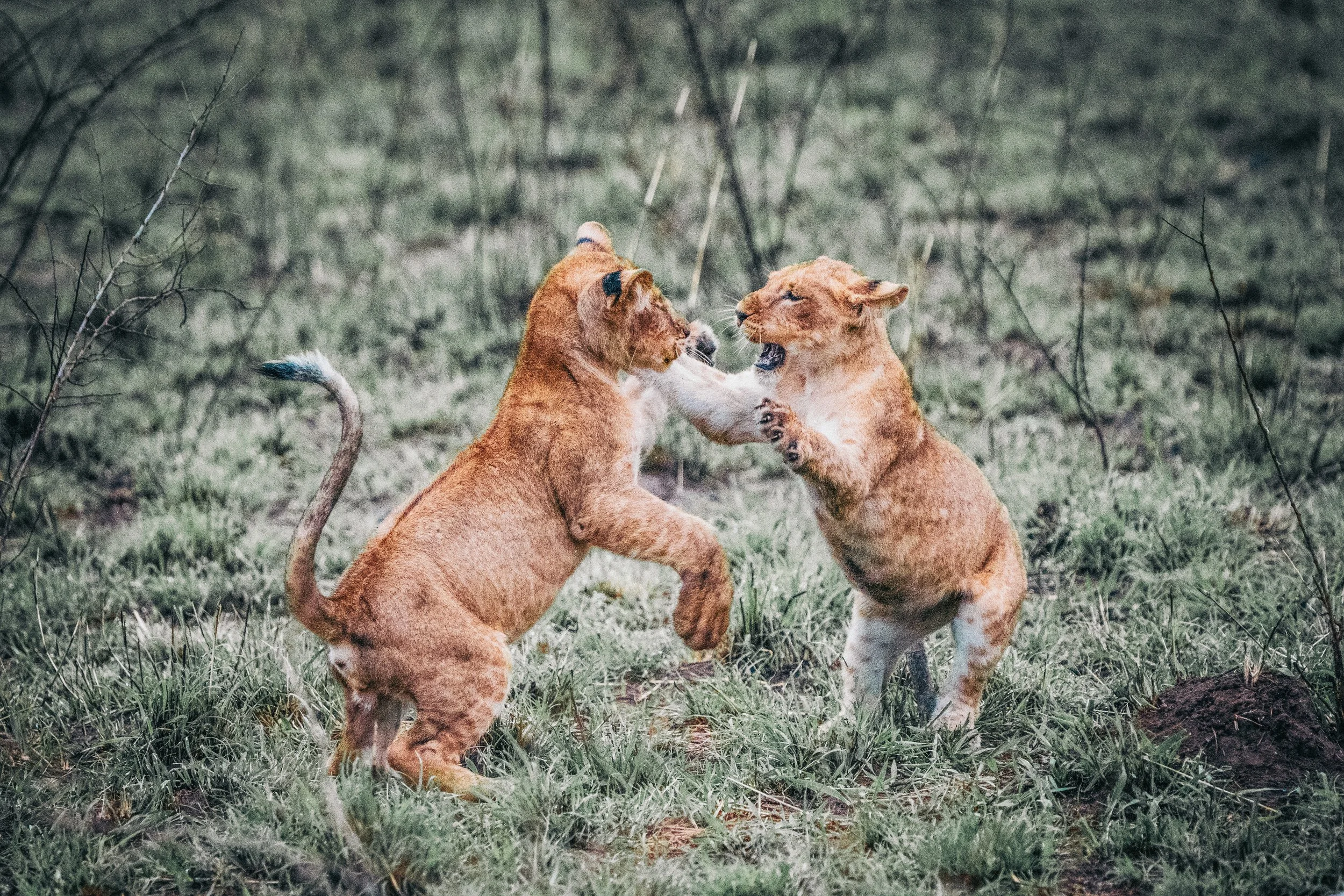 Two lions engaging in a playful fight in a grassy and lightly wooded area.
