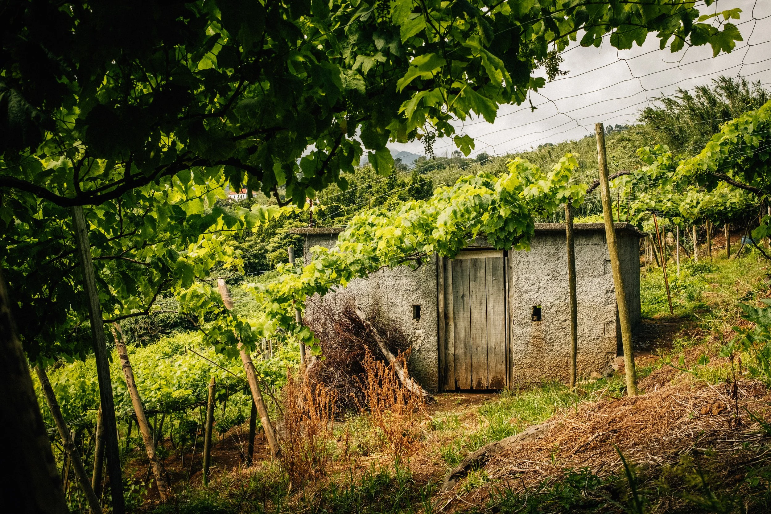 A vineyard with grapevines on trellises, a small white building with a wooden door, and lush green hills in the background under a partly cloudy sky.