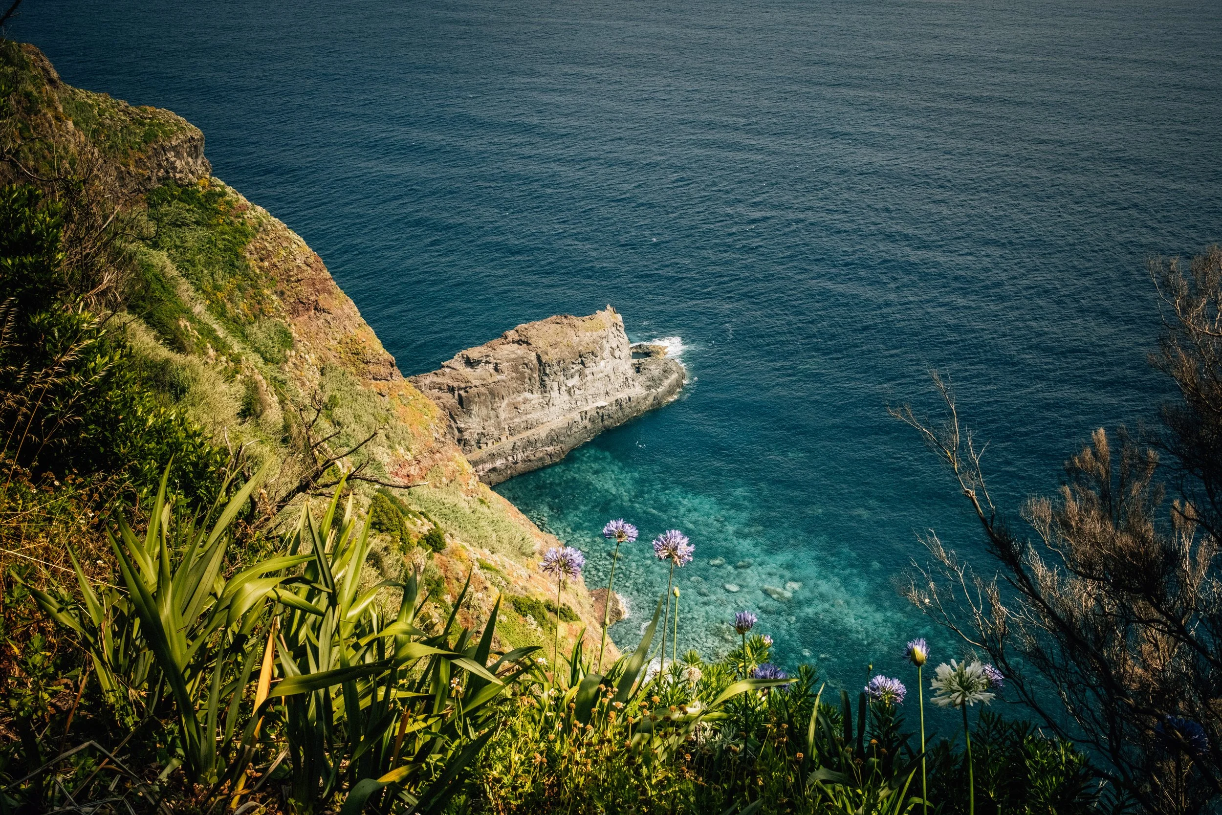 Coastal view of a cliffside with green vegetation and purple flowers overlooking a calm blue ocean.