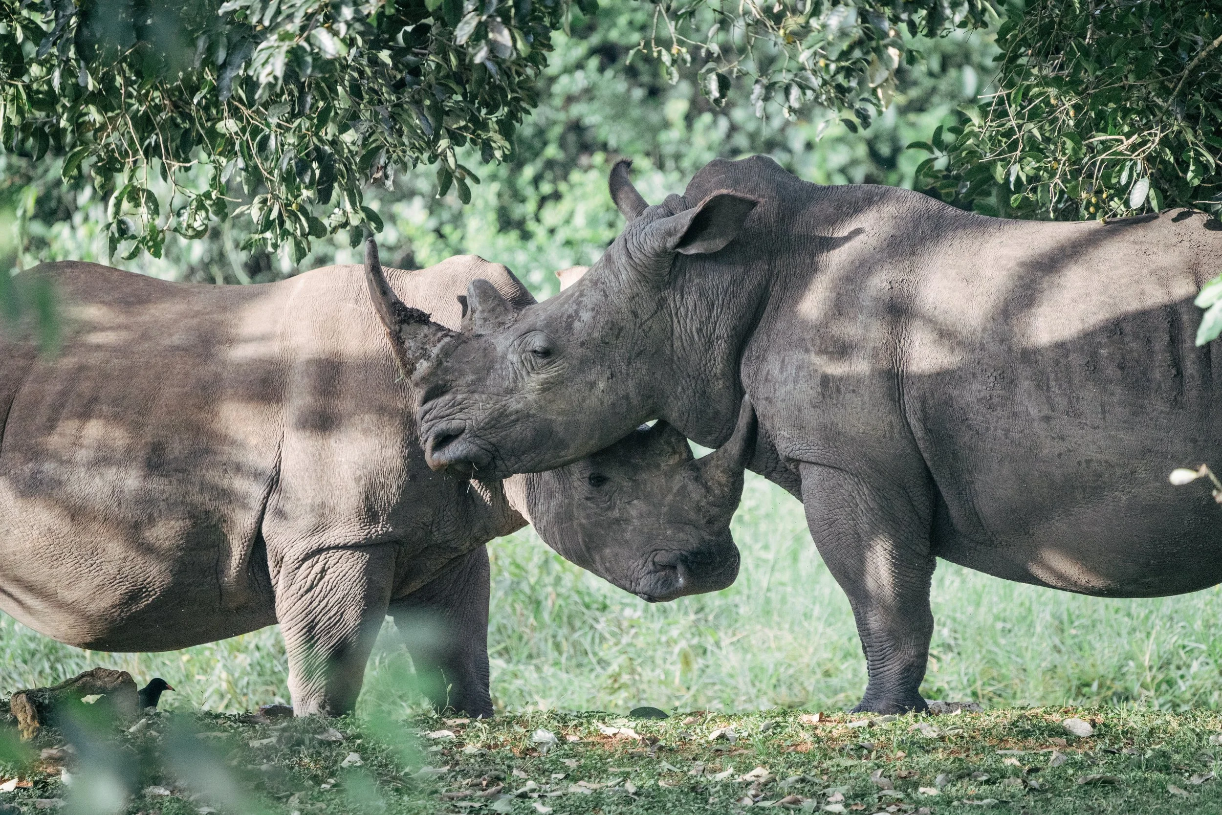Two elephants standing close together among green trees and foliage in a natural setting.