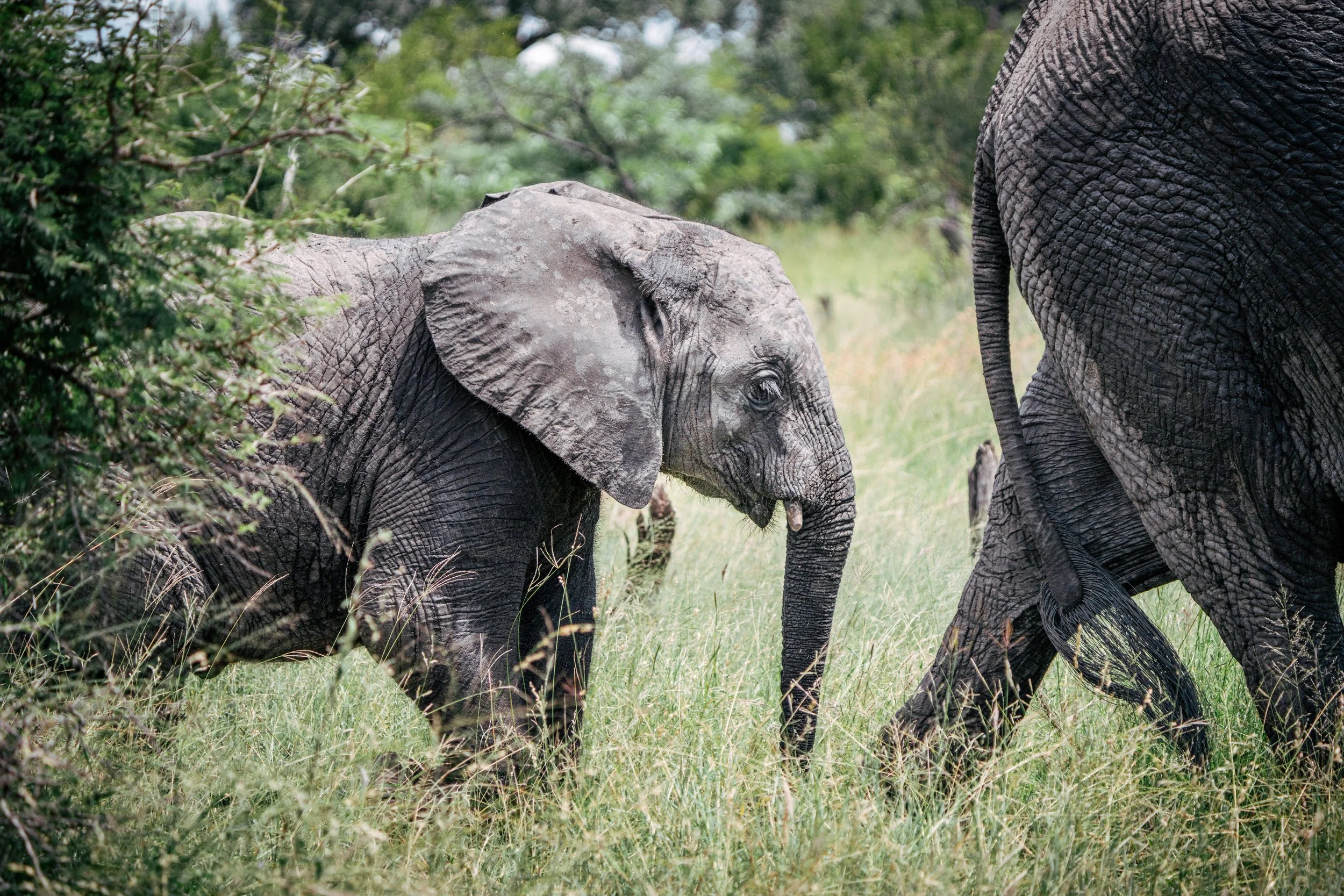 A baby elephant standing in grassy terrain near adult elephants, surrounded by green trees and bushes.