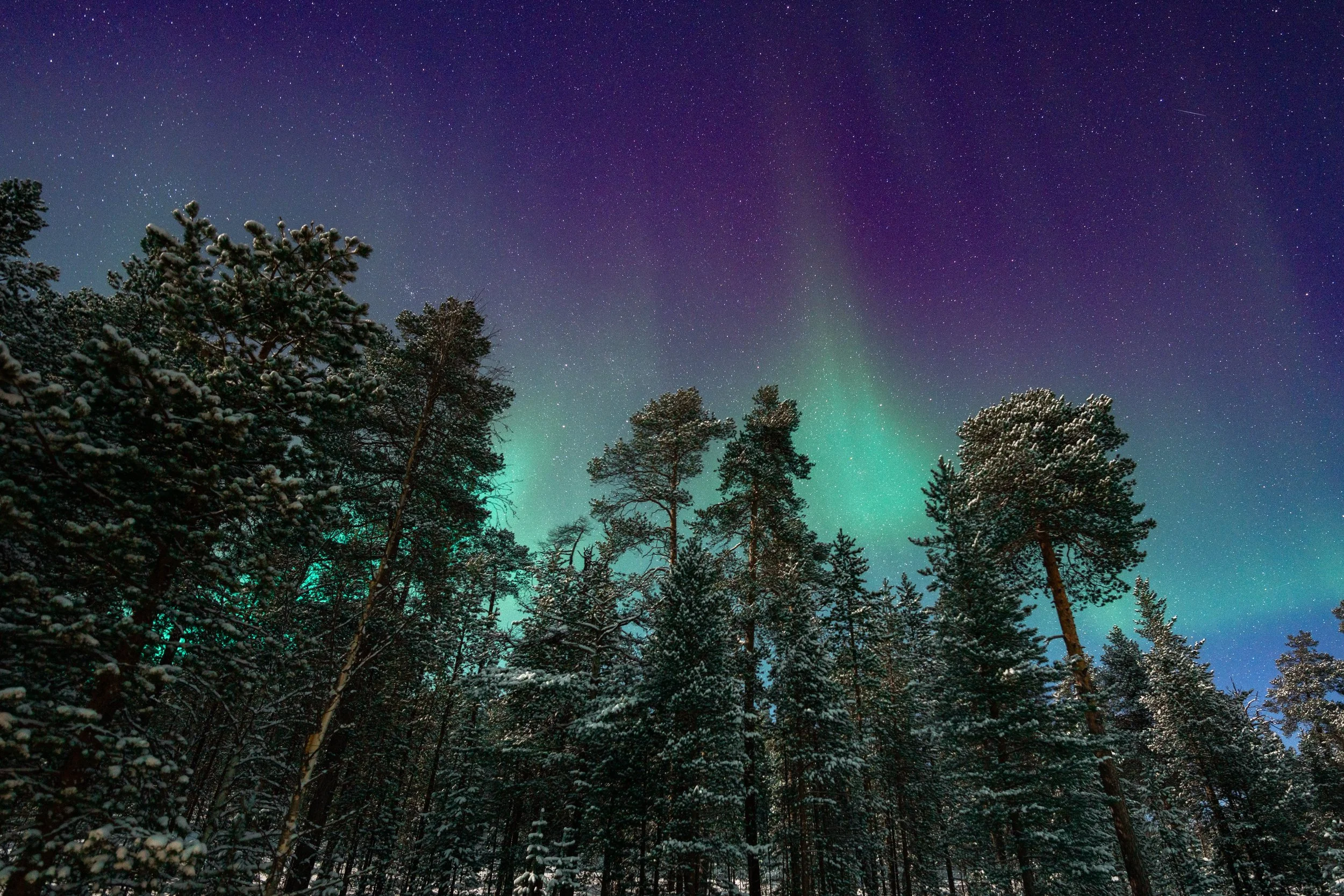 Night sky illuminated by the Northern Lights above snow-covered pine trees in a forest.