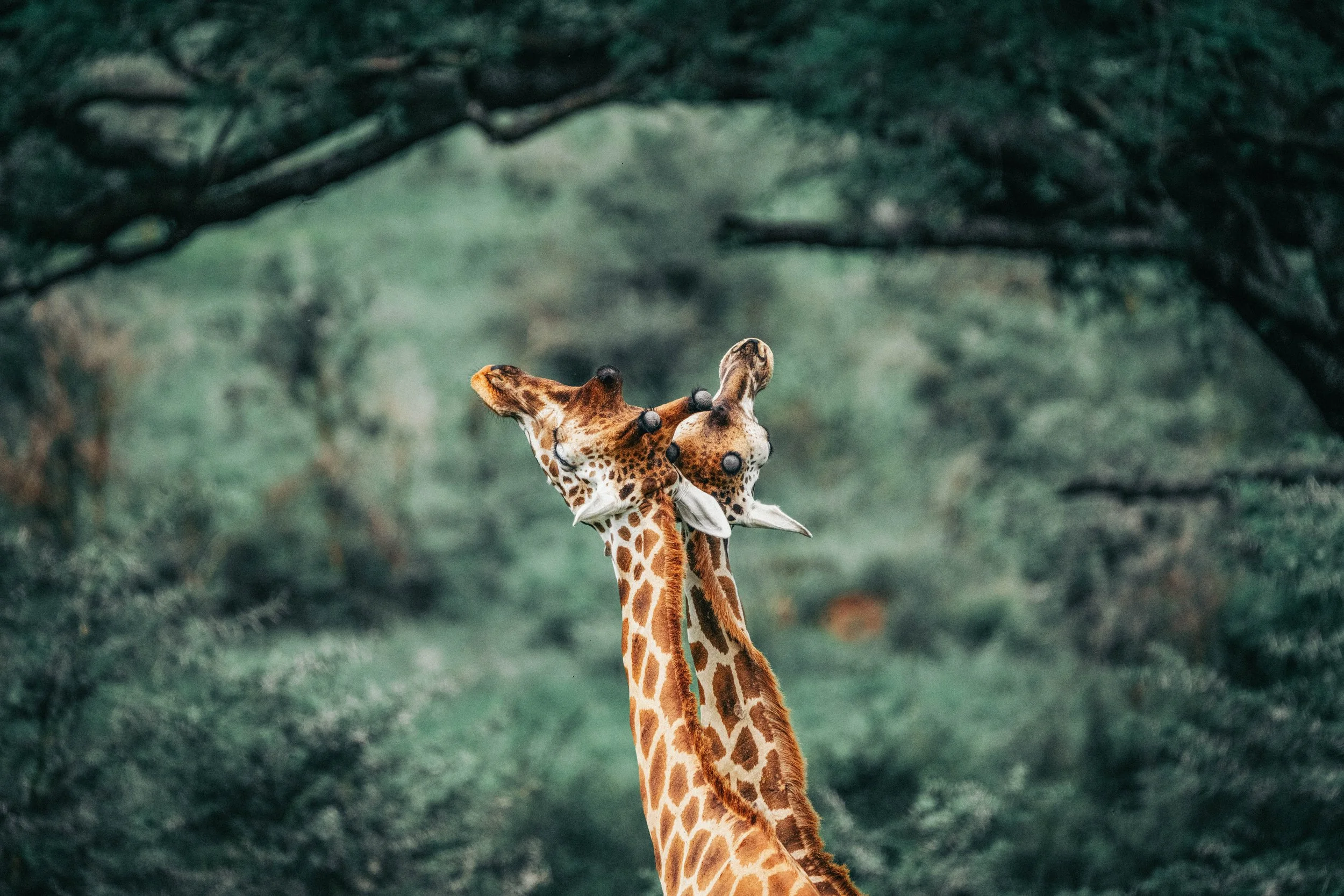 Two giraffes standing close together, facing each other, in a lush green forest.