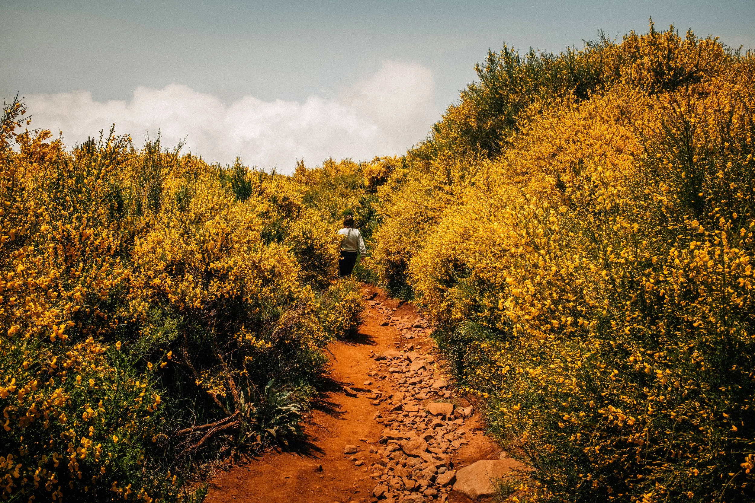 A person walking on a dirt trail surrounded by dense yellow flowering bushes under a cloudy sky.