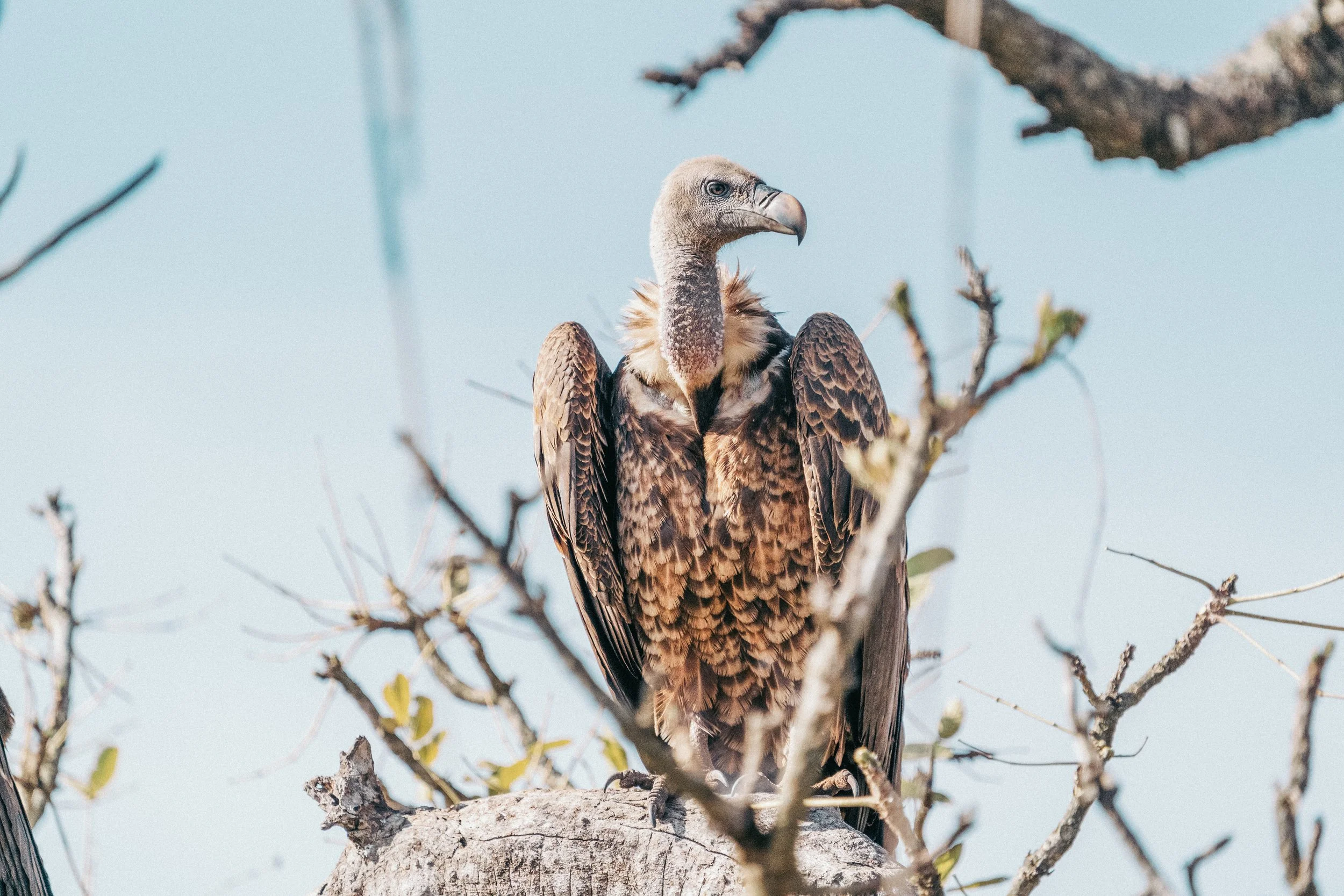 A vulture perched on a tree branch, with leafless twigs and a blue sky in the background.