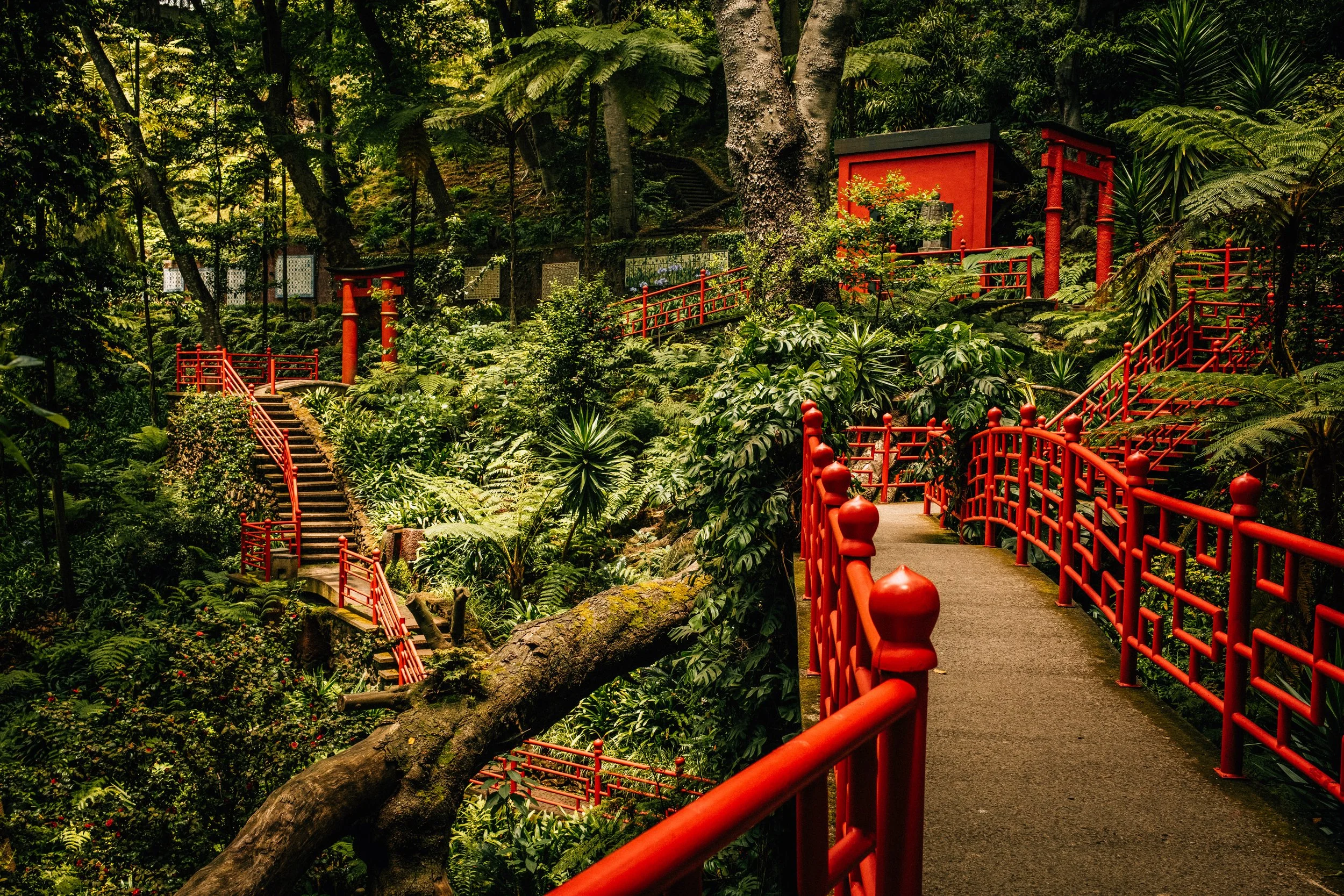 A lush forest with green foliage, trees, and ferns. A winding path with red railings and small steps, leading to a red shrine or gate partially obscured by plants and trees.