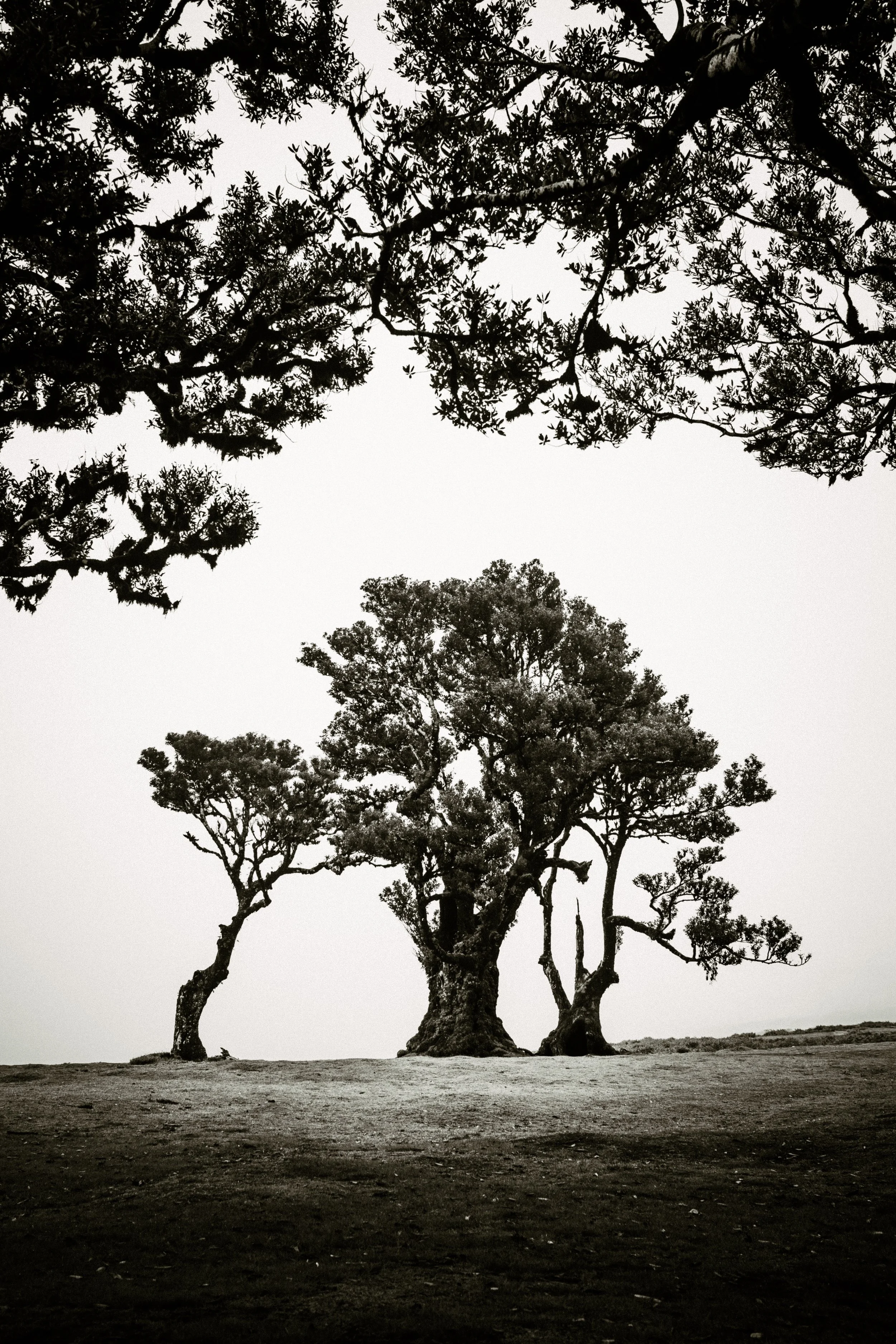 A black and white photograph of several large, gnarled trees standing on flat terrain, with a cloudy sky in the background.