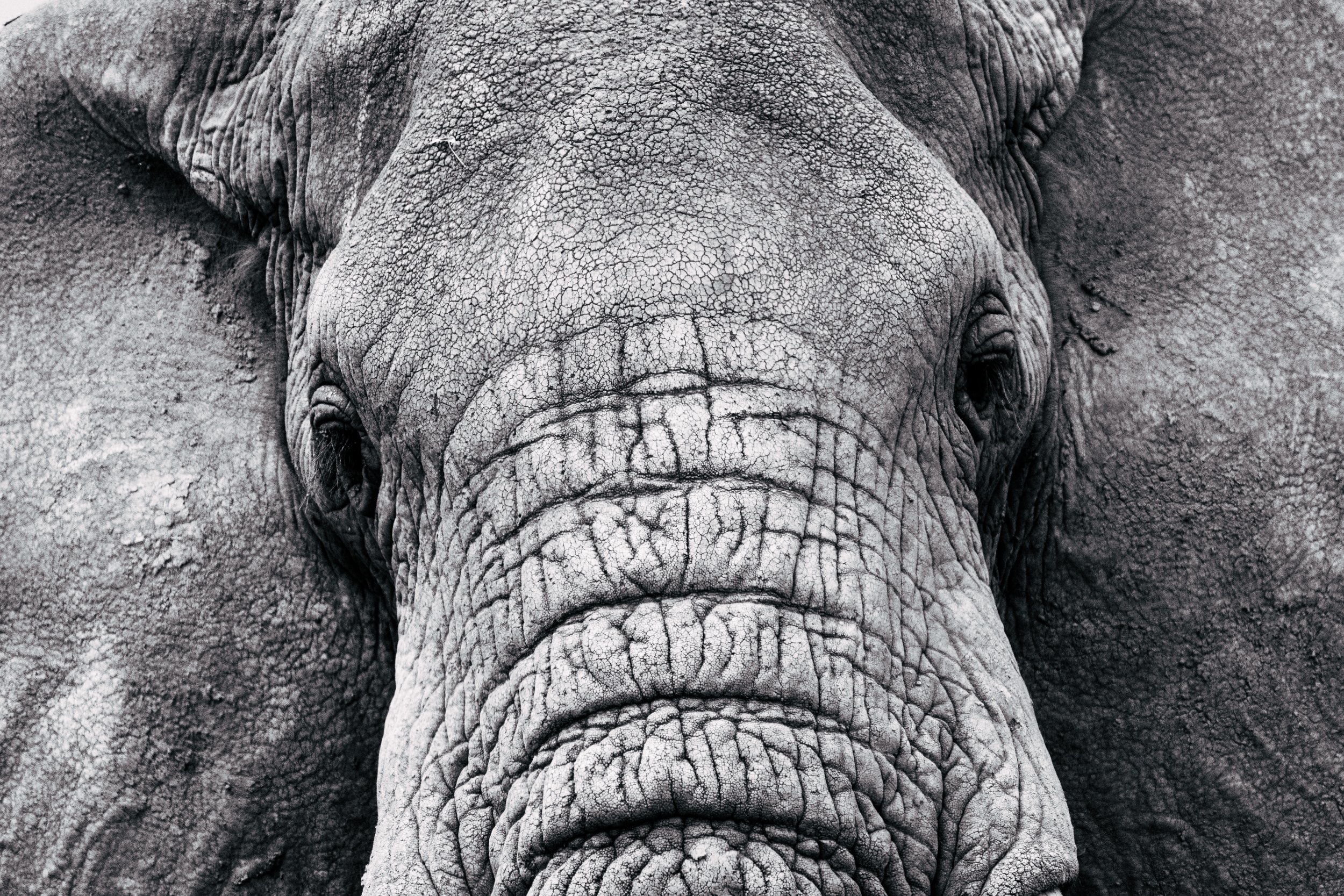 Close-up of an elephant's face, highlighting its textured, wrinkled skin.
