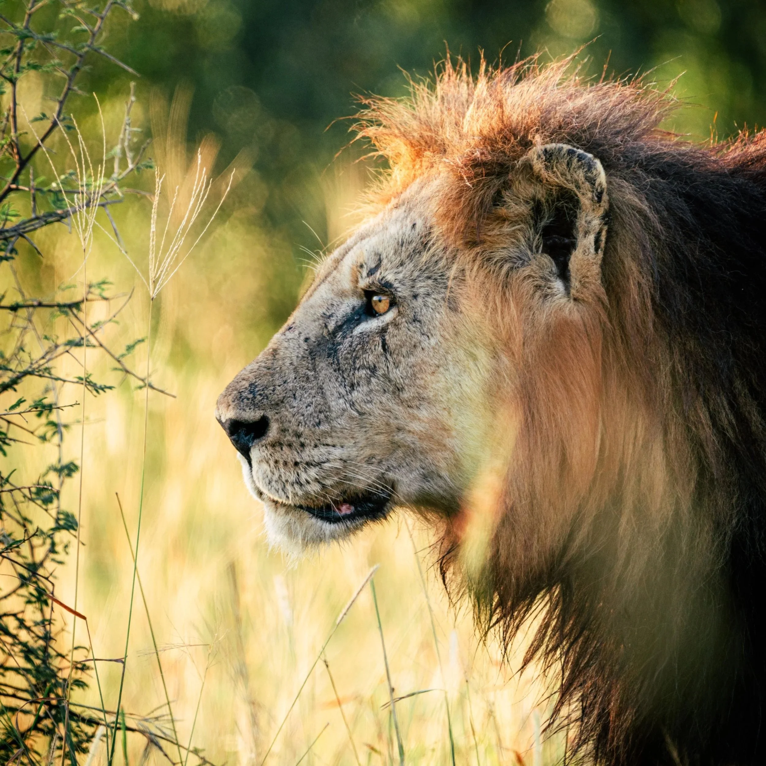 kruger