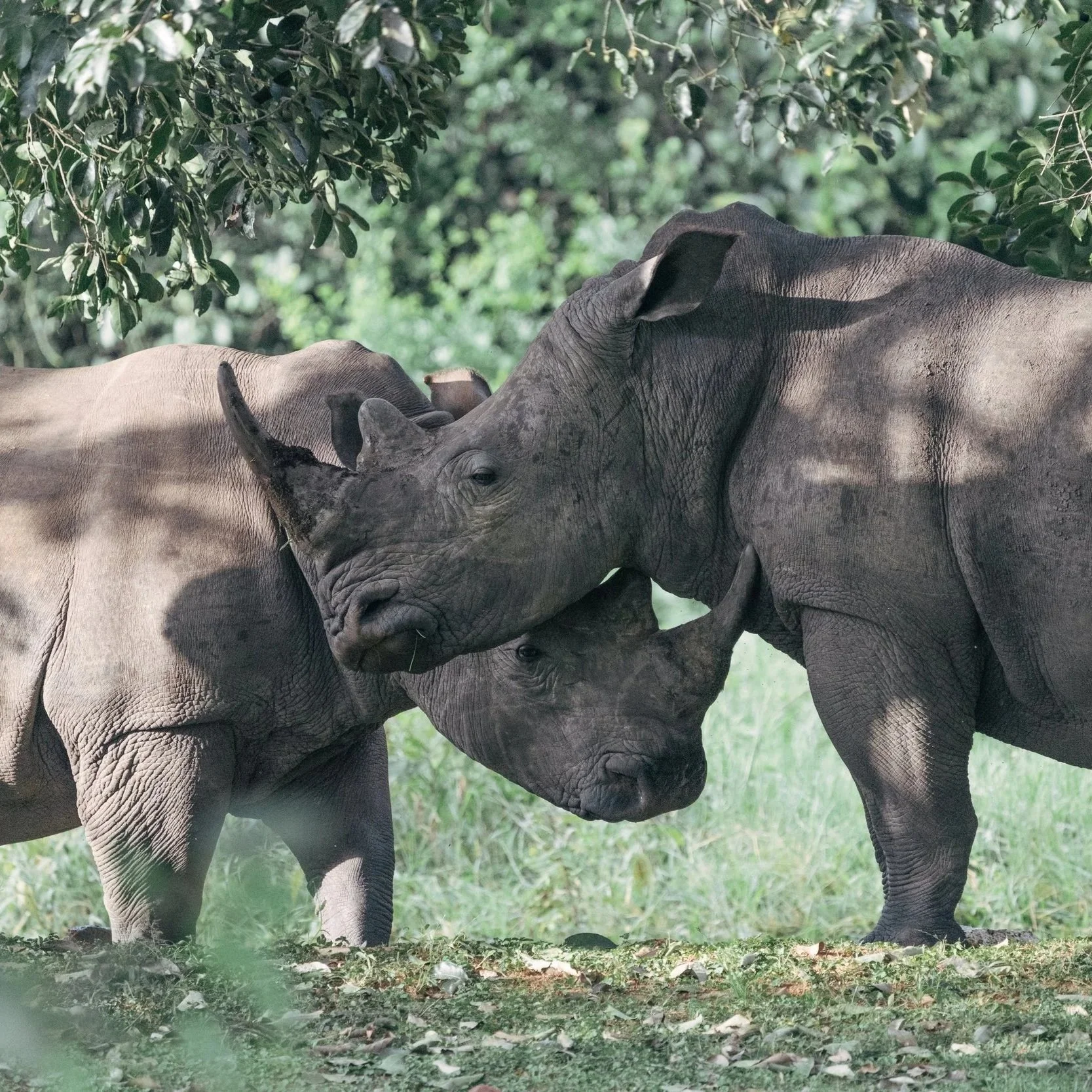 murchison falls