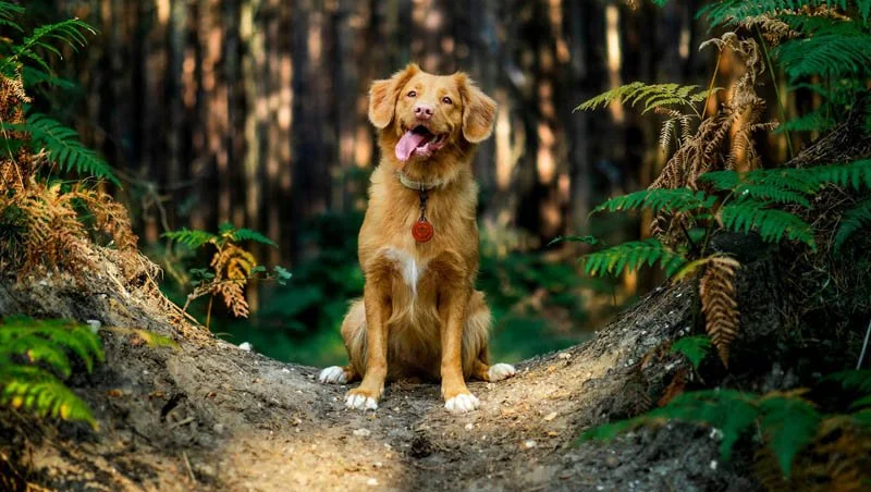 What to do when your dog gets overwhelmed on walks
