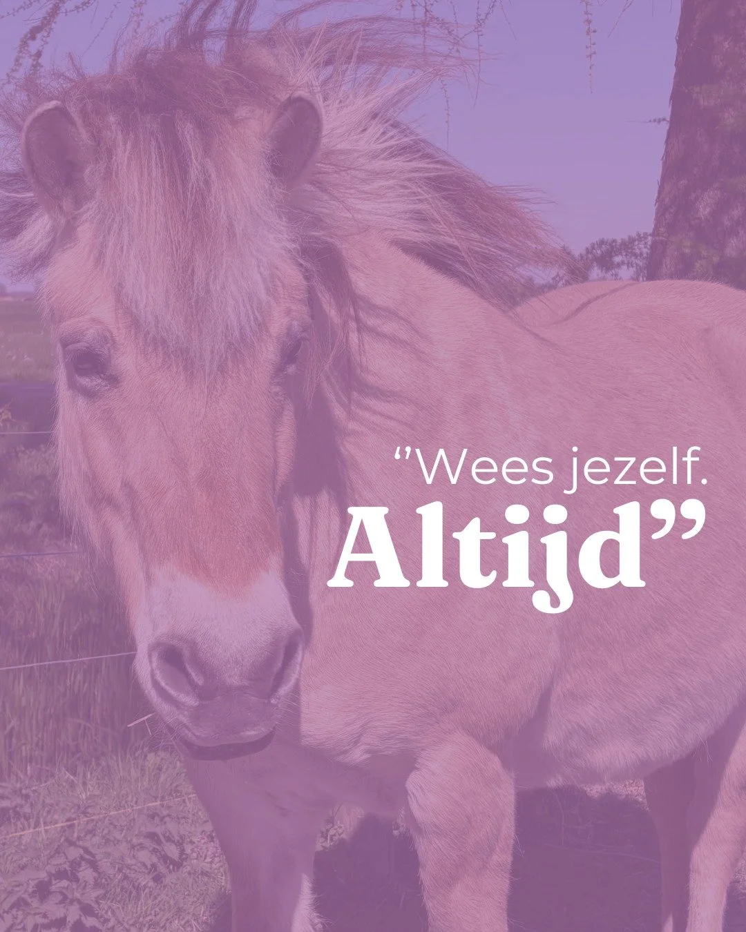 Een wijze merrie vertelde: 

&lsquo;&rsquo;Wees jezelf. Altijd. Dat is niet altijd makkelijk. 

Ik weet hoe het voelt als iedereen iets van je wilt, wat je zelf niet wilt. 

Juist dan is het belangrijk om bij jezelf te blijven en te doen wat jij wilt