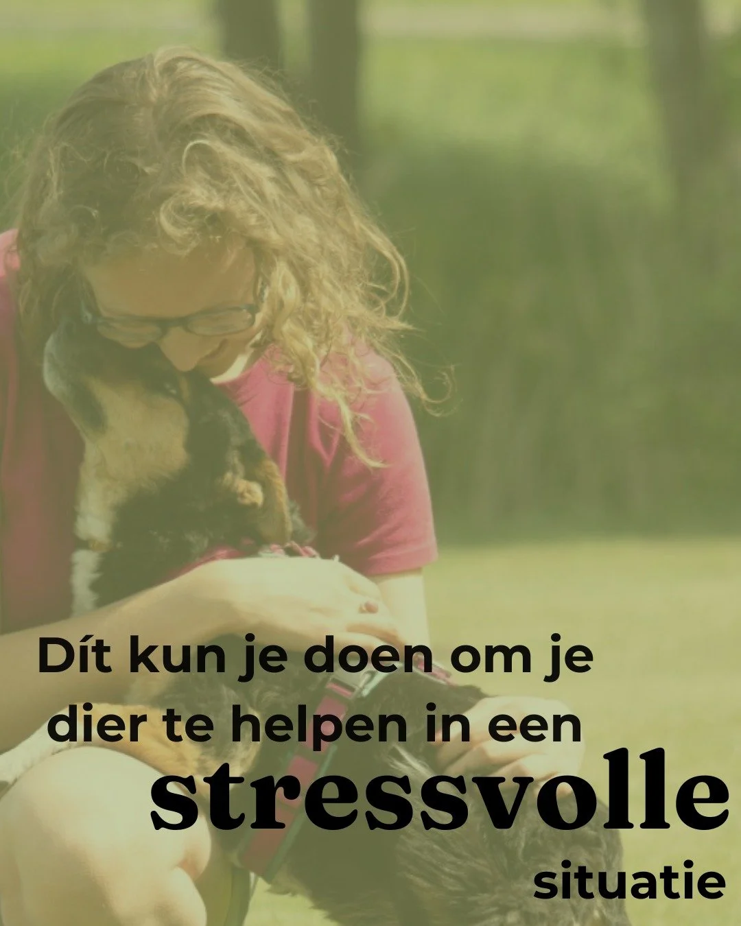➡️ De rust bewaren! 

Tijdens een aantal consulten afgelopen week legden verschillende dieren mij haarfijn uit dat wij, mensen, meer invloed op onze dieren hebben dan we soms denken. Z&eacute;ker in stressvolle situaties kunnen we onze dieren enorm h