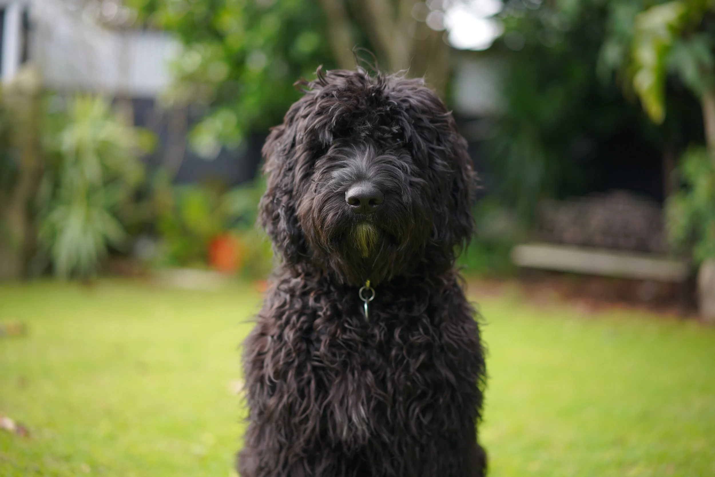 Humphrey Puppy Portrait.JPG