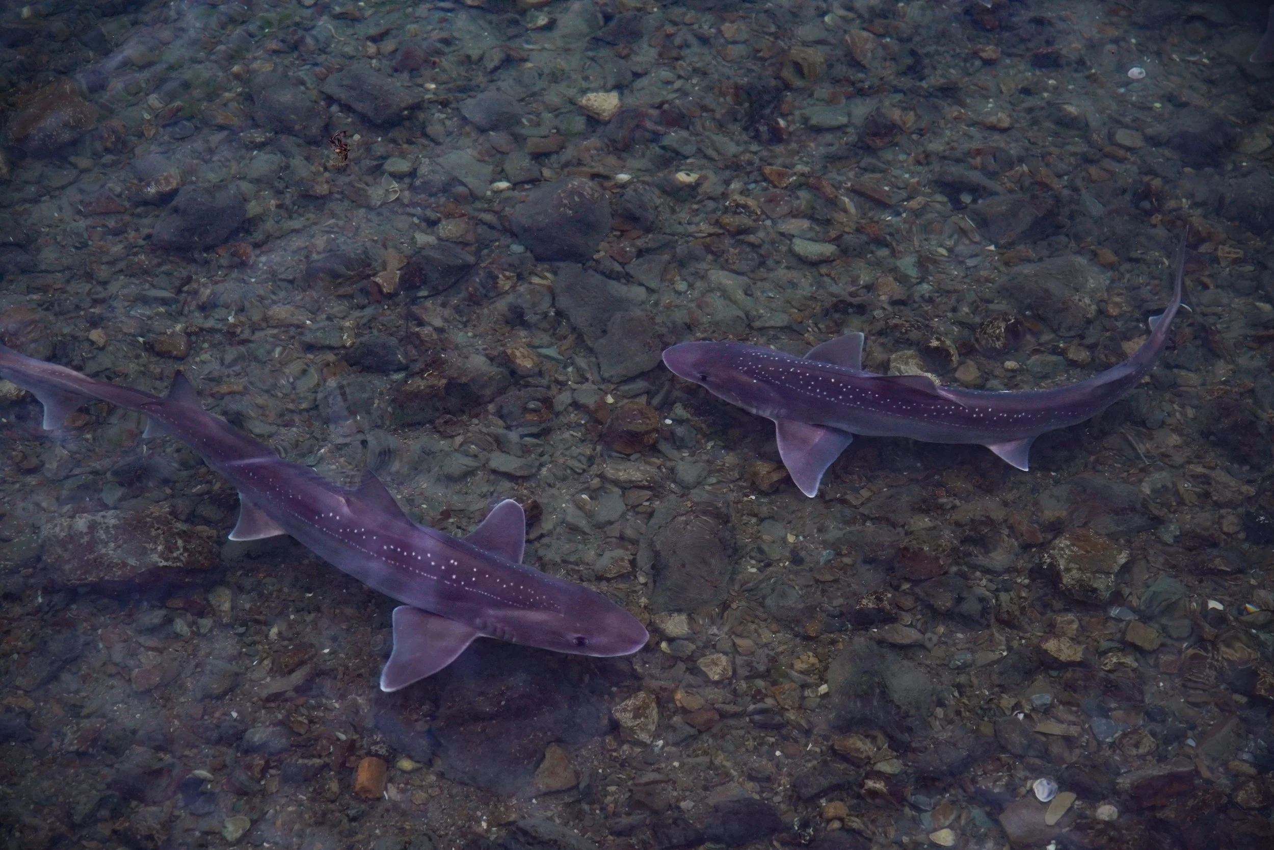DSC09092-2.jpg