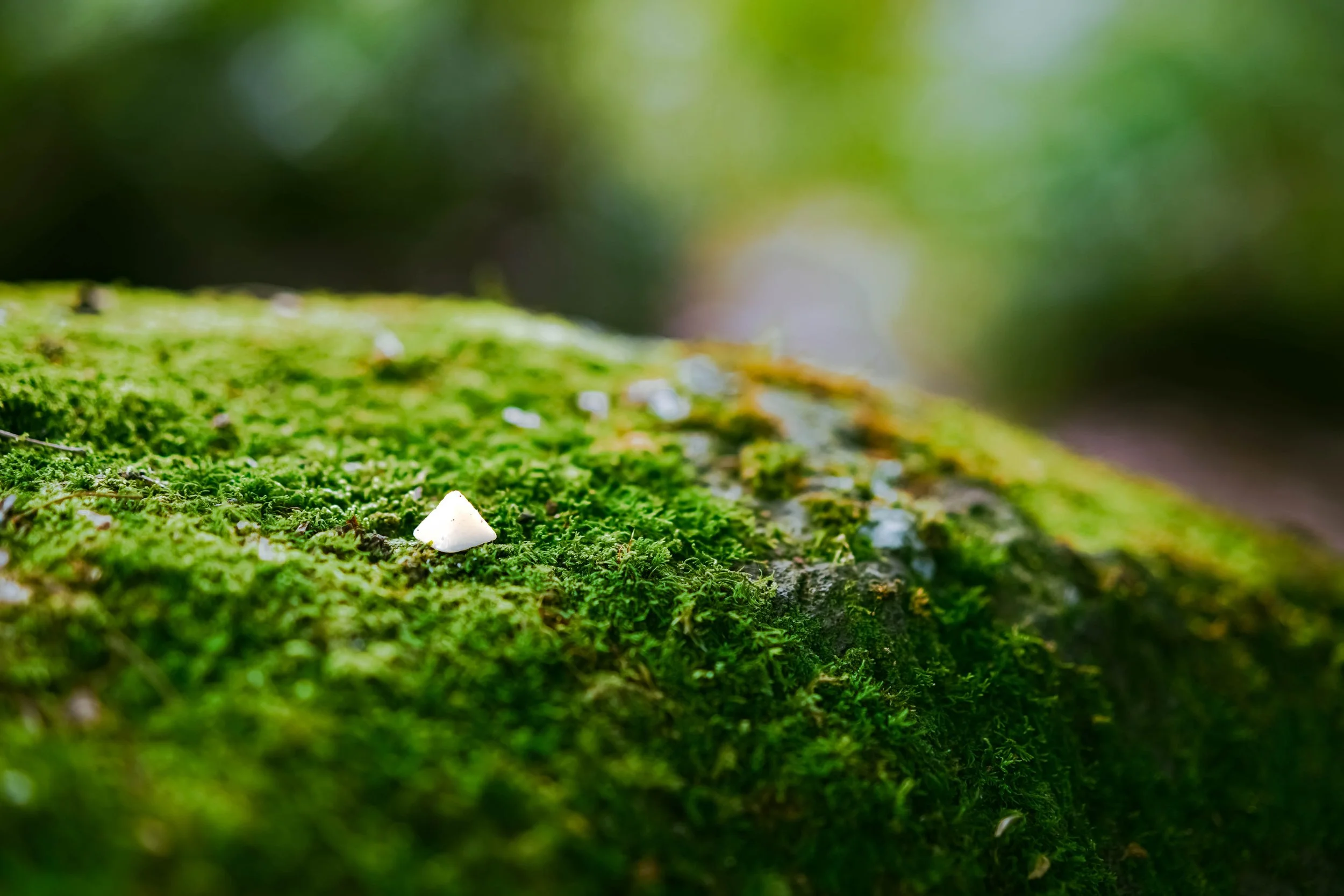 DSC07152-3.jpg