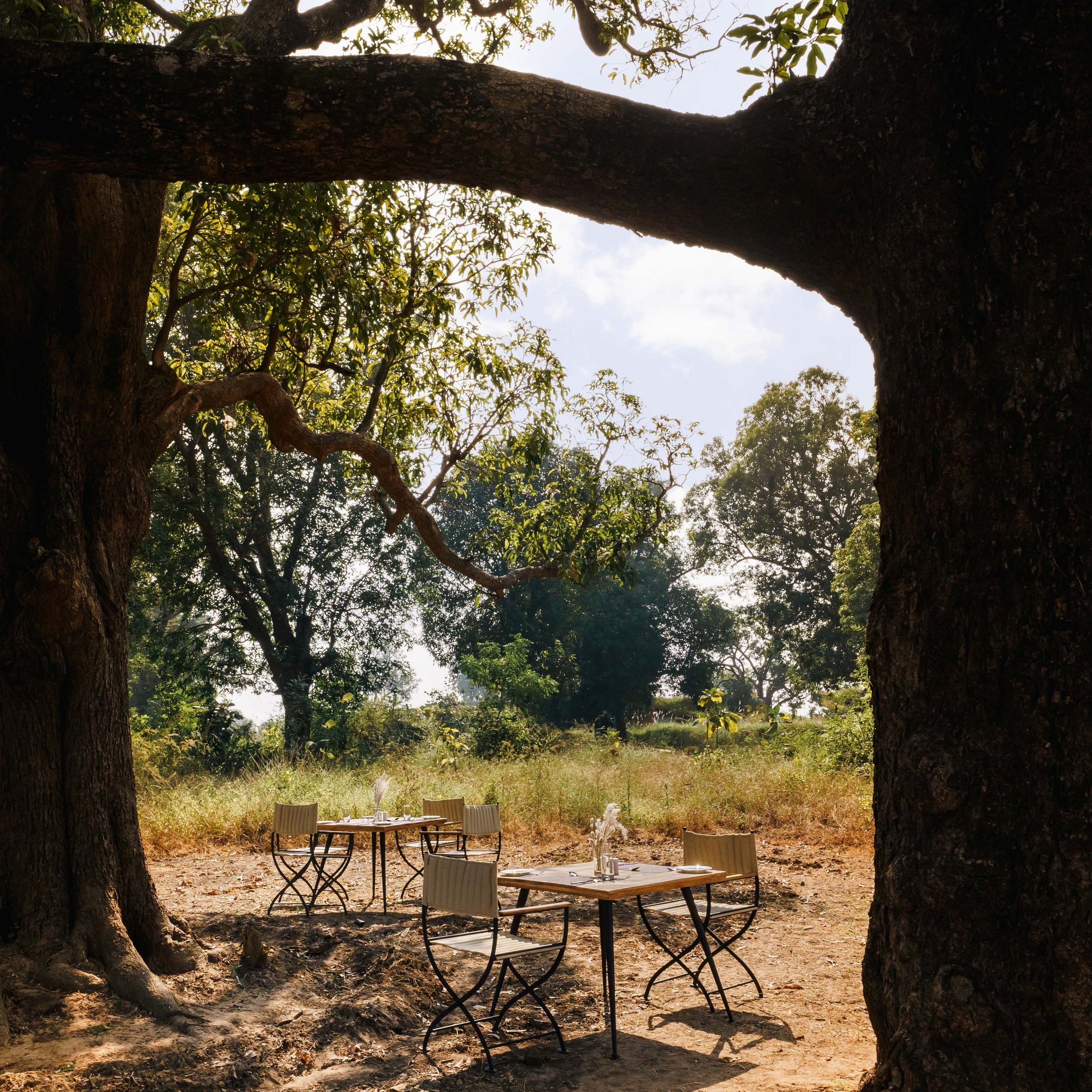 I know a spot in the woods&hellip;

Shot for @treesntigers 

#junglesafari #hotels #getaway #treesntigers #travelblog