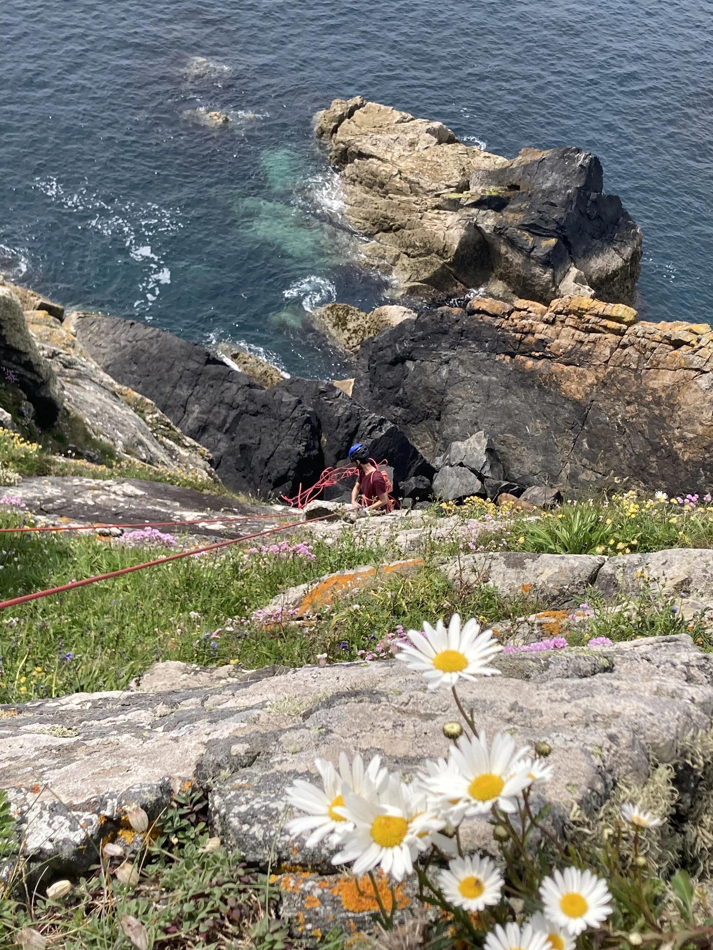 A coastal scene with rocky cliffs, wildflowers, and a person climbing with safety gear near the ocean.