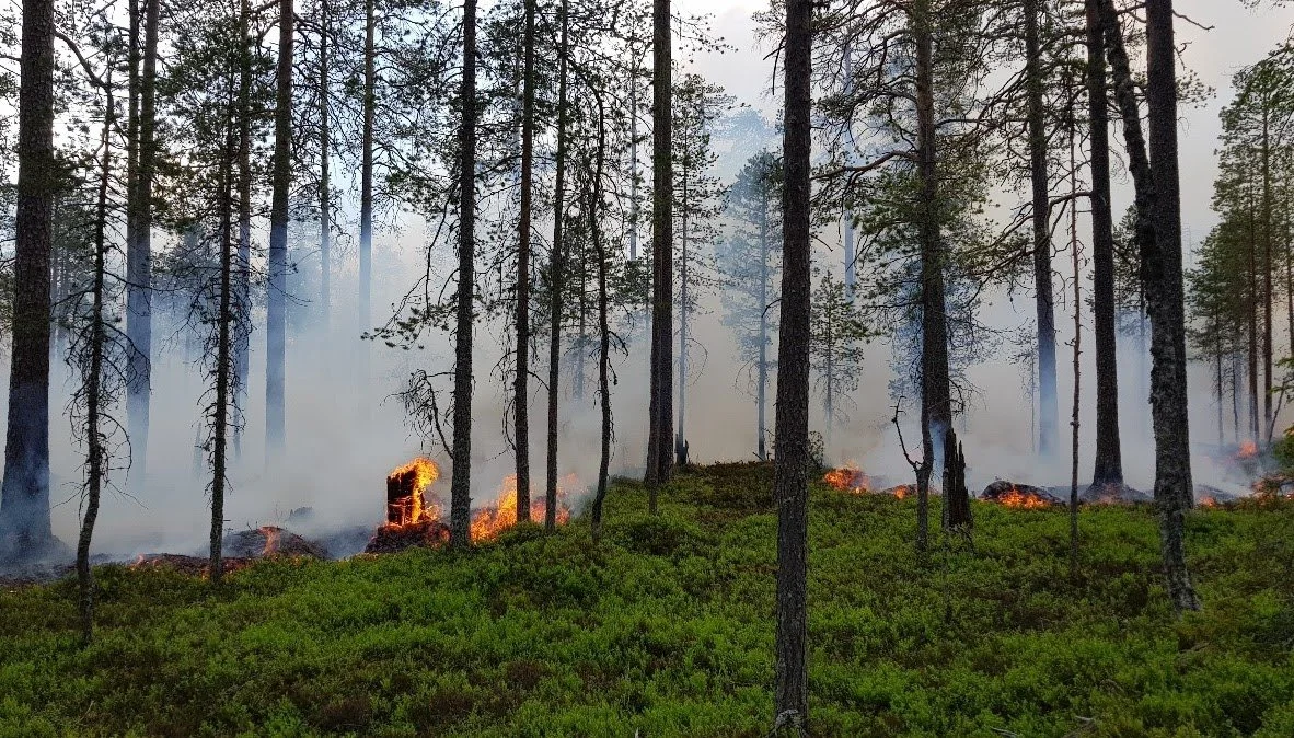 Naturvårdsbränning.