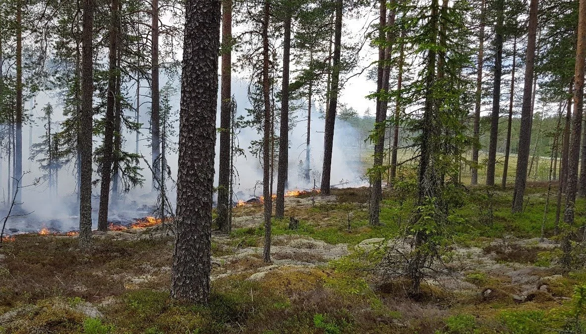 Naturvårdsbränning.
