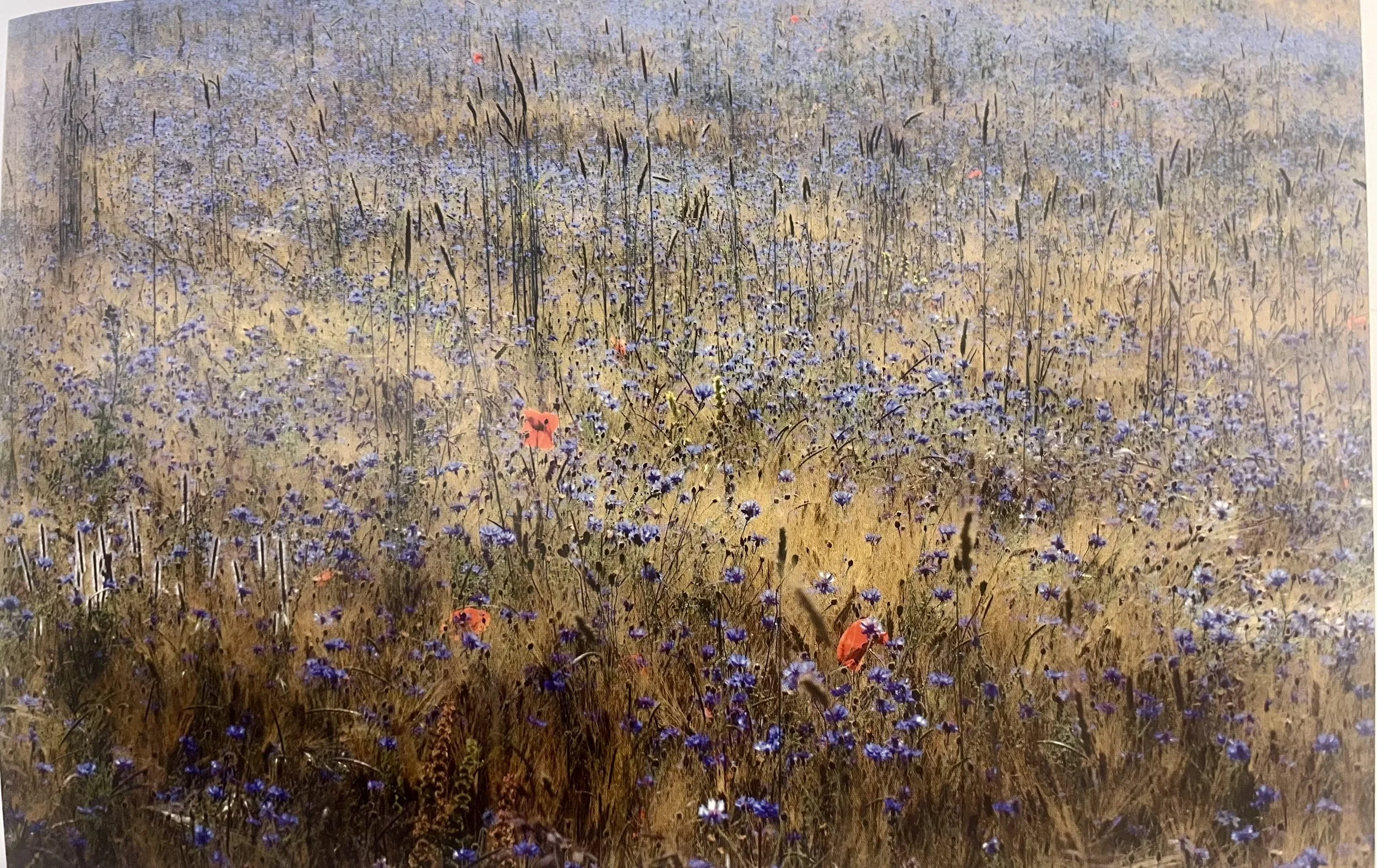 A field of purple flowers with several red poppies scattered throughout under a clear sky.