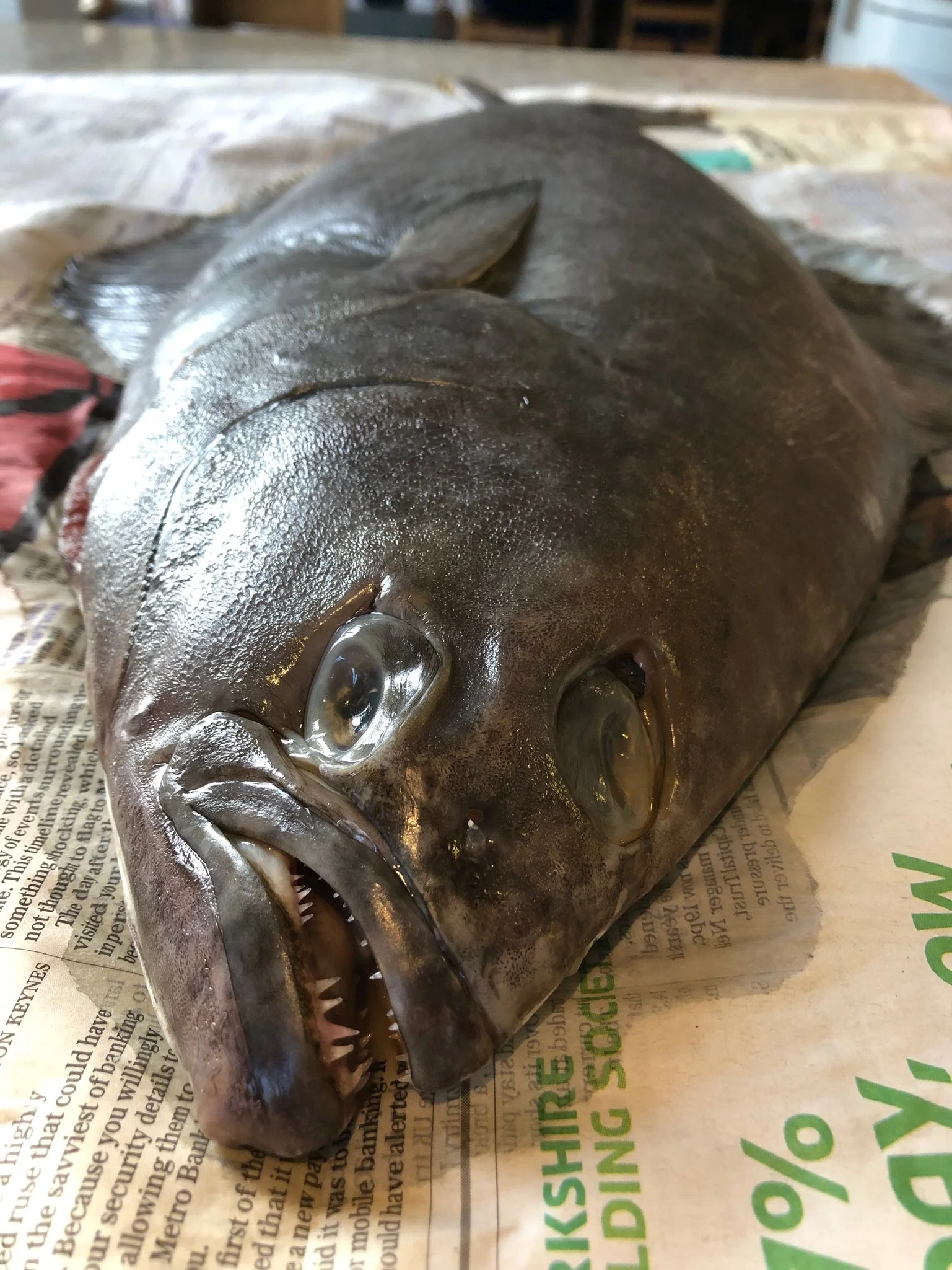 Close-up of a large fish head, likely a halibut, with sharp teeth and black eyes, lying on newspaper.