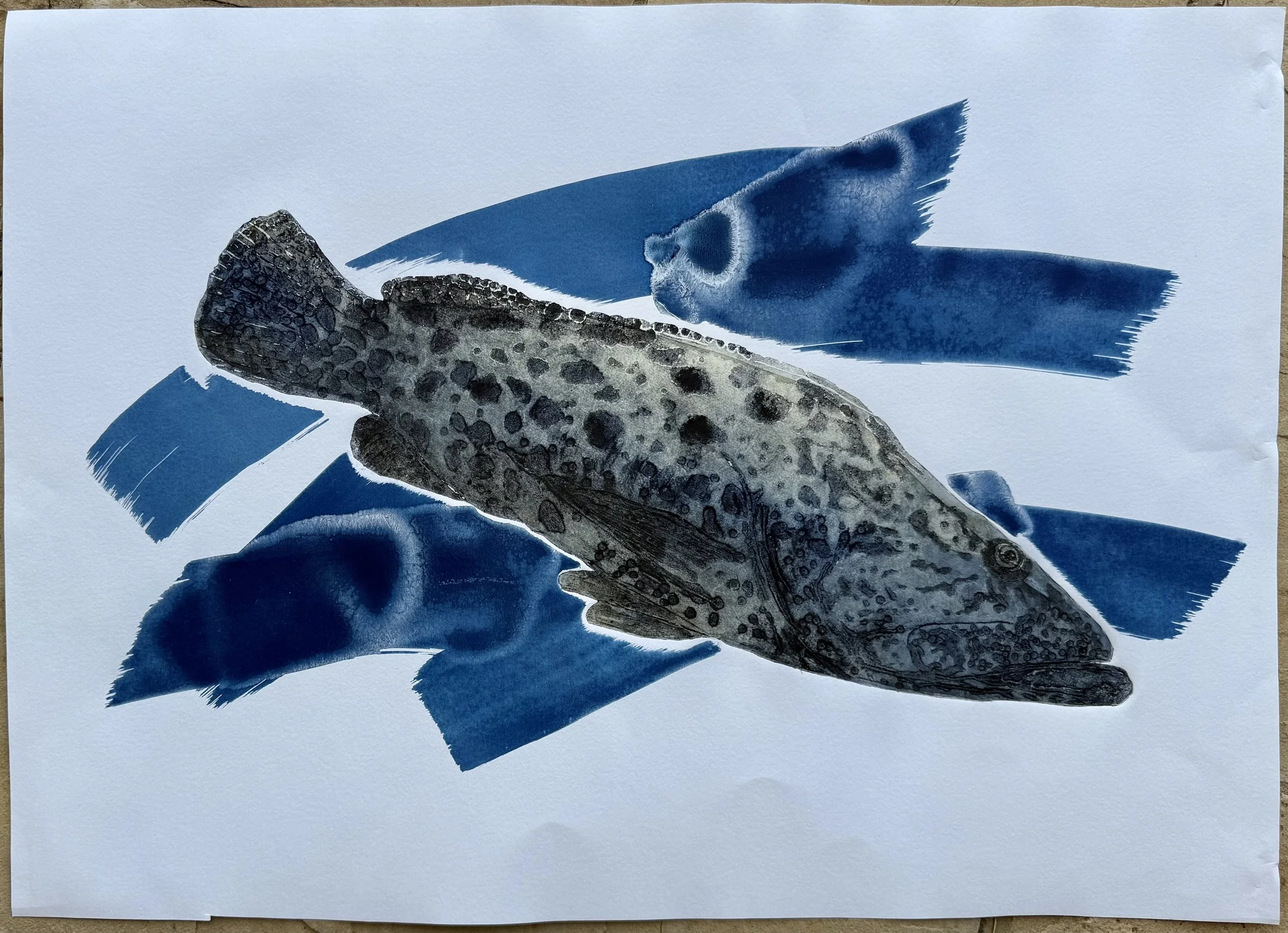 Grouper Collagraph with Cyanotype mono print