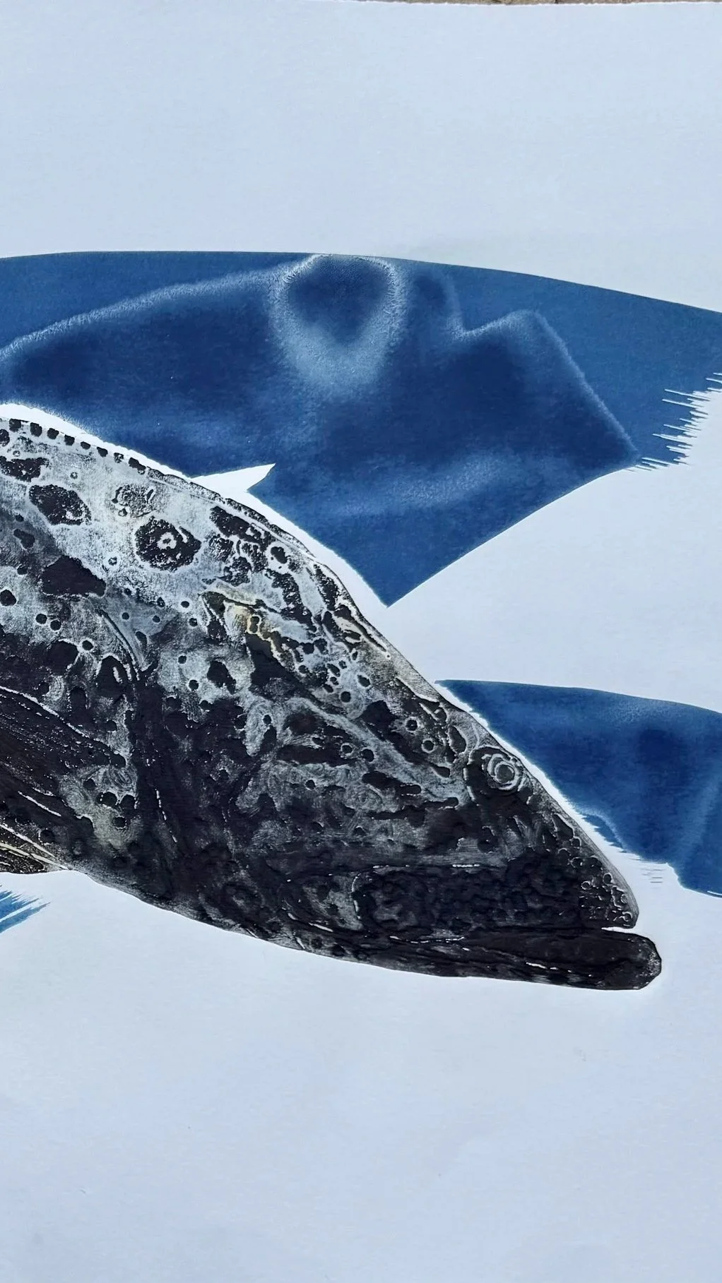 Grouper monotype with chine colle and cyanotype.