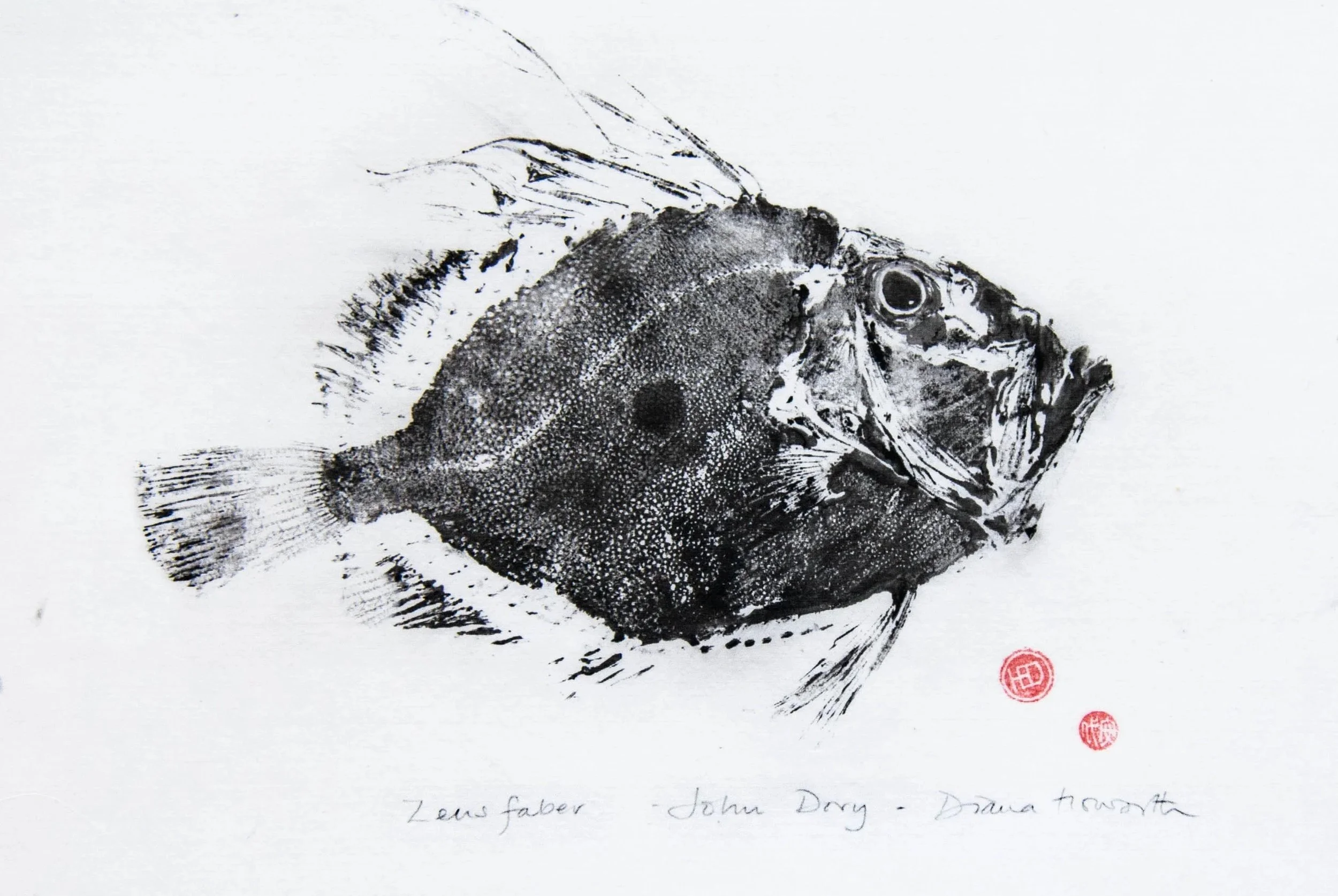 John Dory — gyotaku nature print in black ink by Diana Howorth