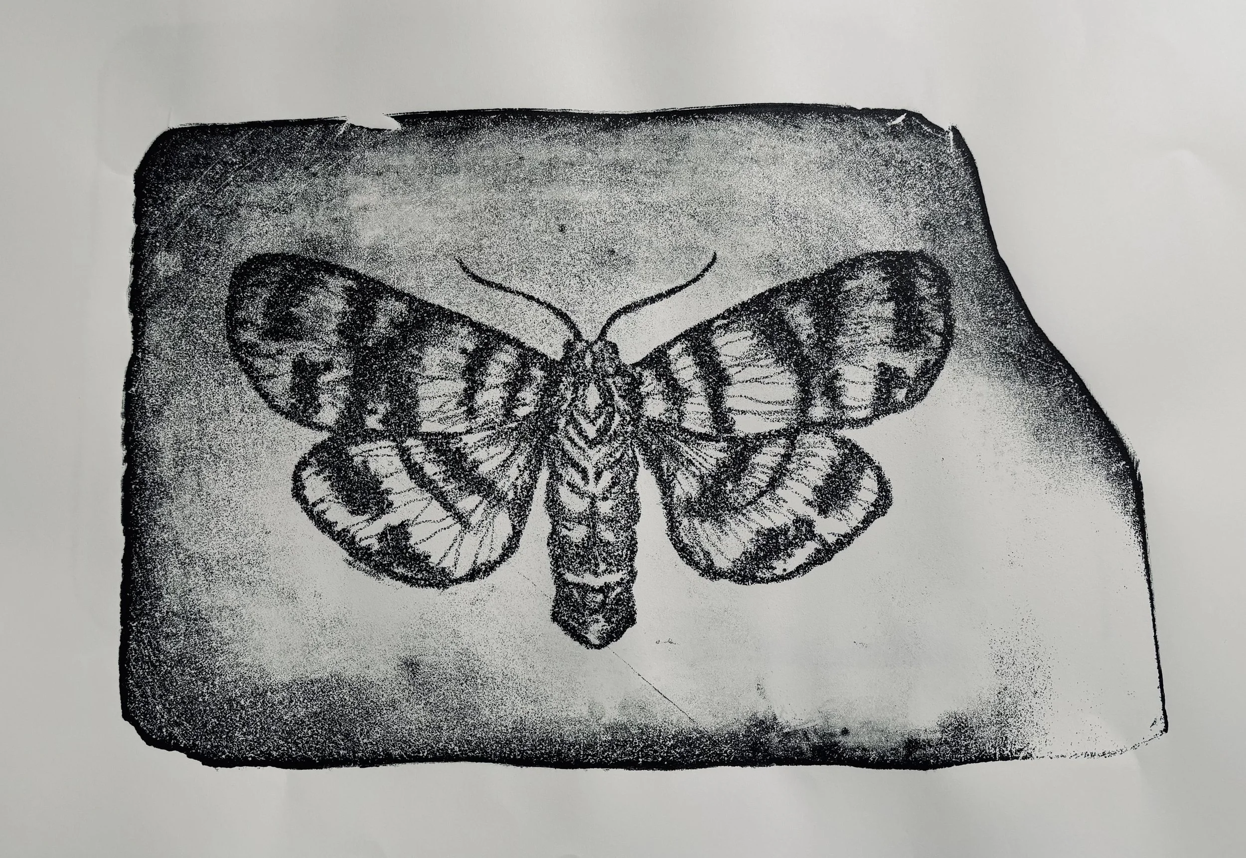 Moth stone lithograph SOLD