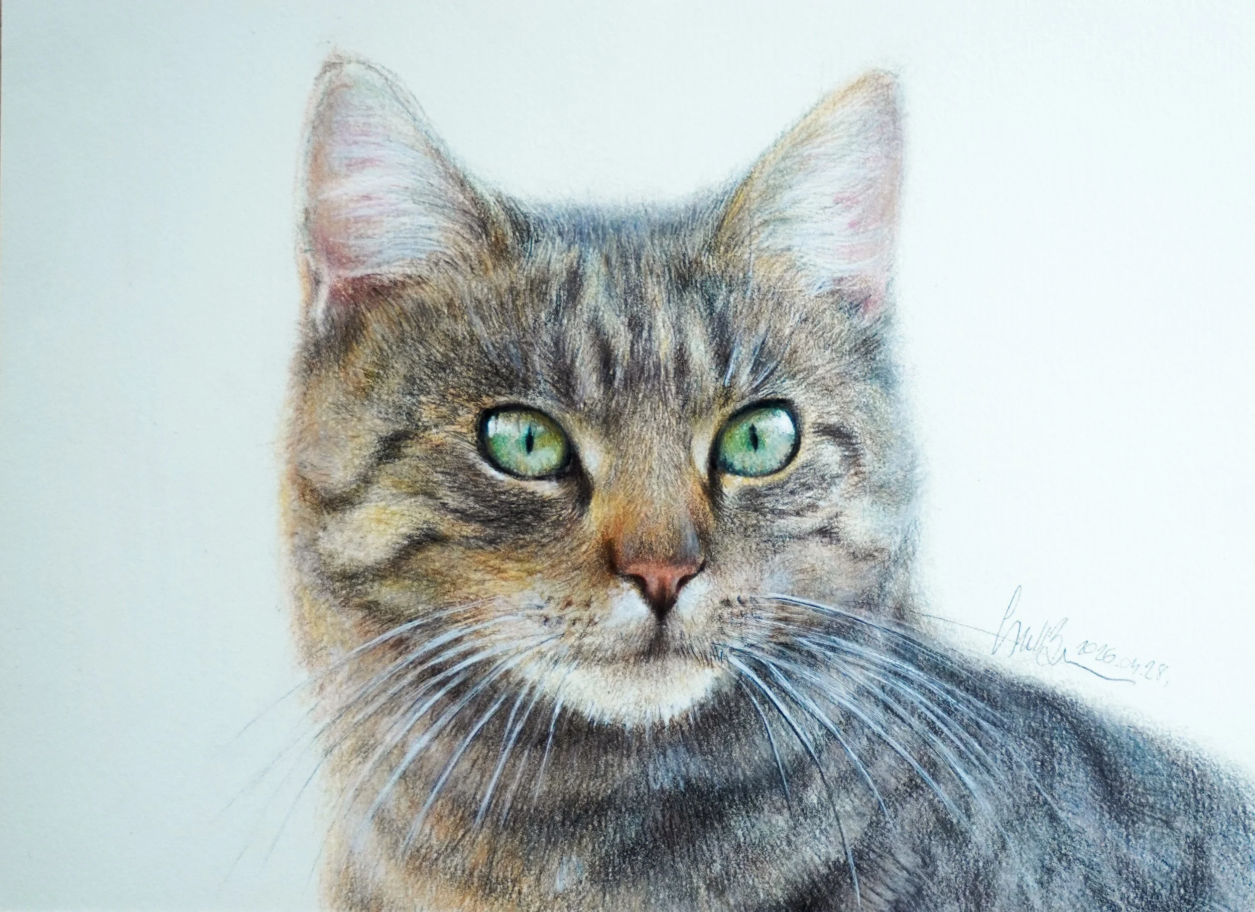 A detailed, realistic colored pencil drawing of a gray tabby cat with striking green eyes, showing the cat's face and upper part of its body, on a white background.