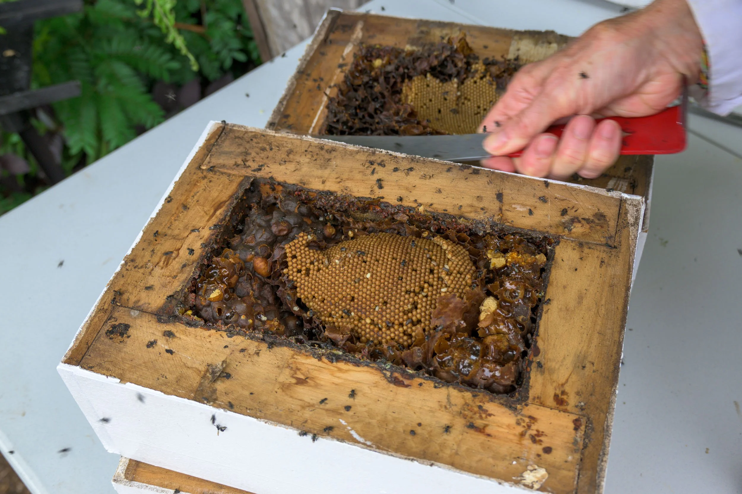 Native Bees In A Box | Learn, Conserve, Inspire Today