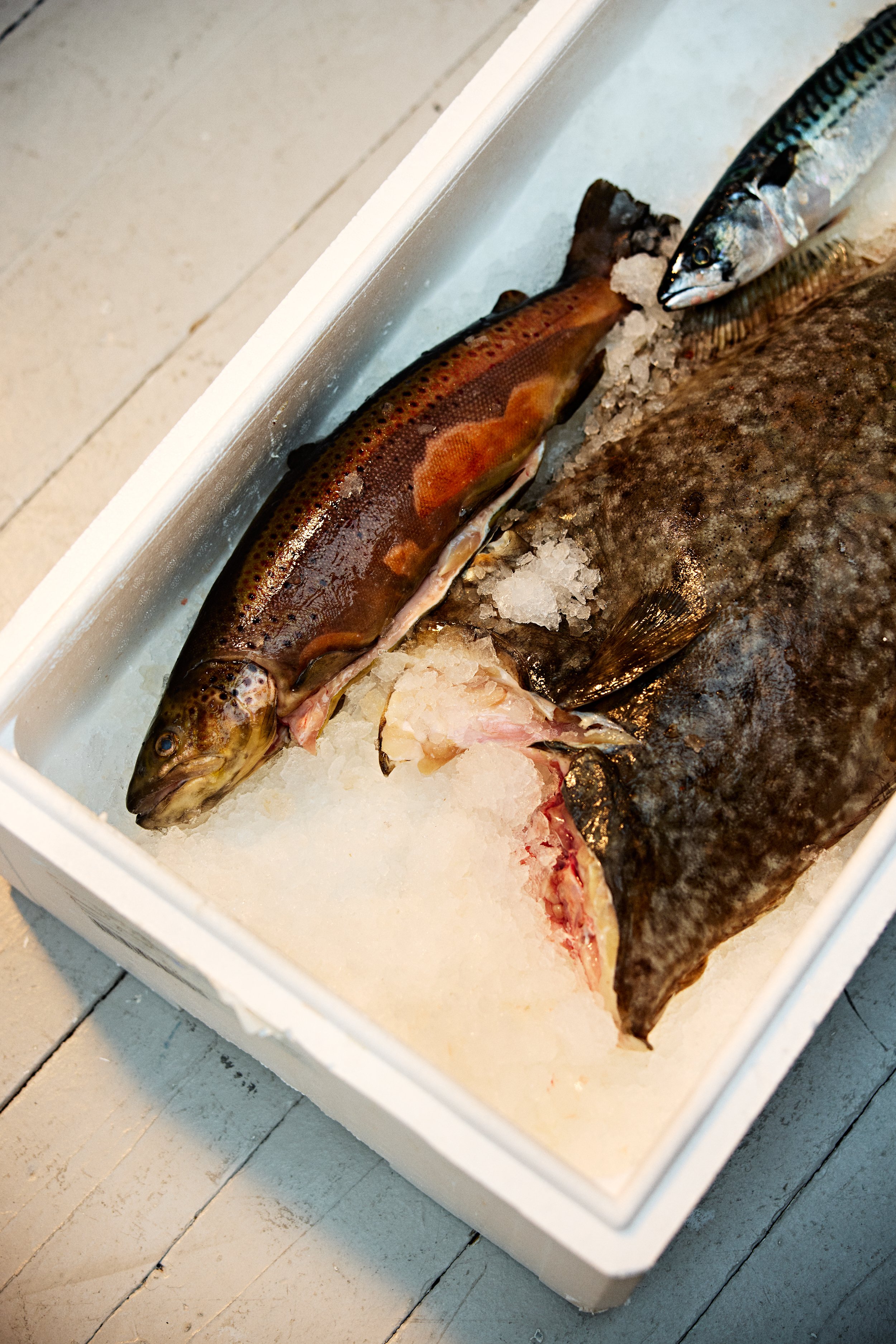 Freshly caught fish on ice in a white cooler, resting on a wooden surface.