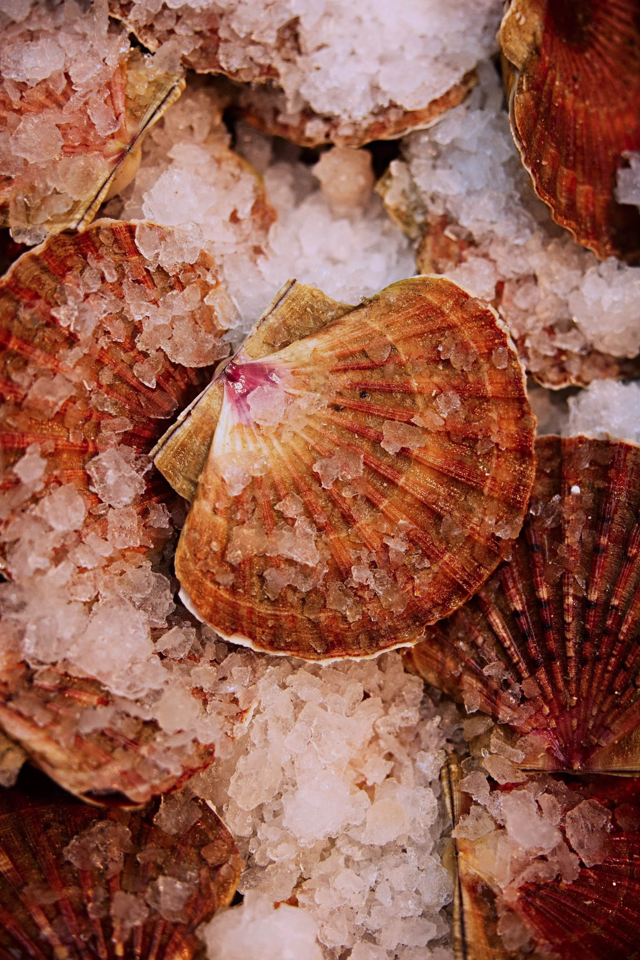 Close-up of seashells covered in coarse white salt crystals.