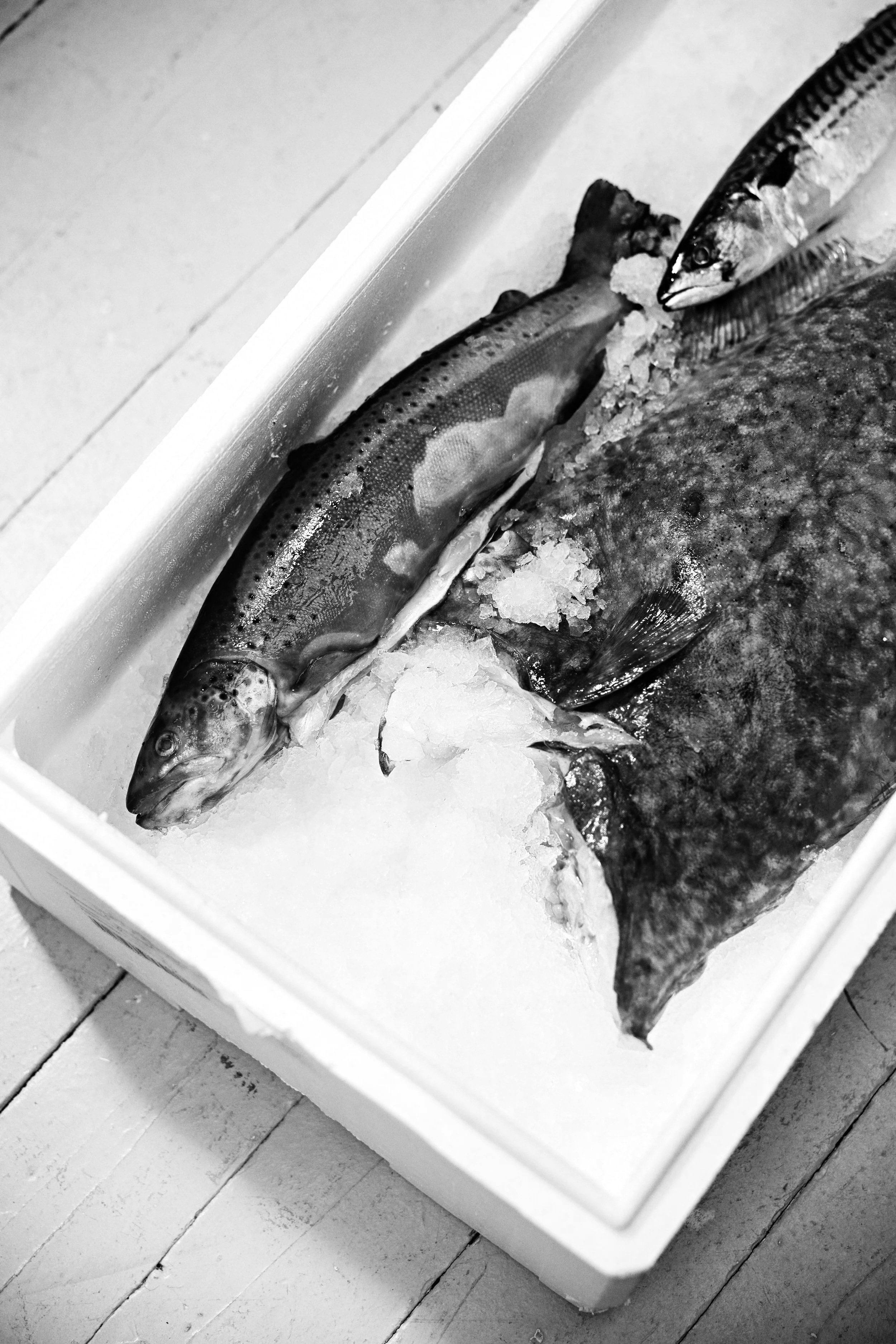 Two fish on ice in a white cooler, one with a stripe pattern and the other with a darker body, on a white wooden surface.