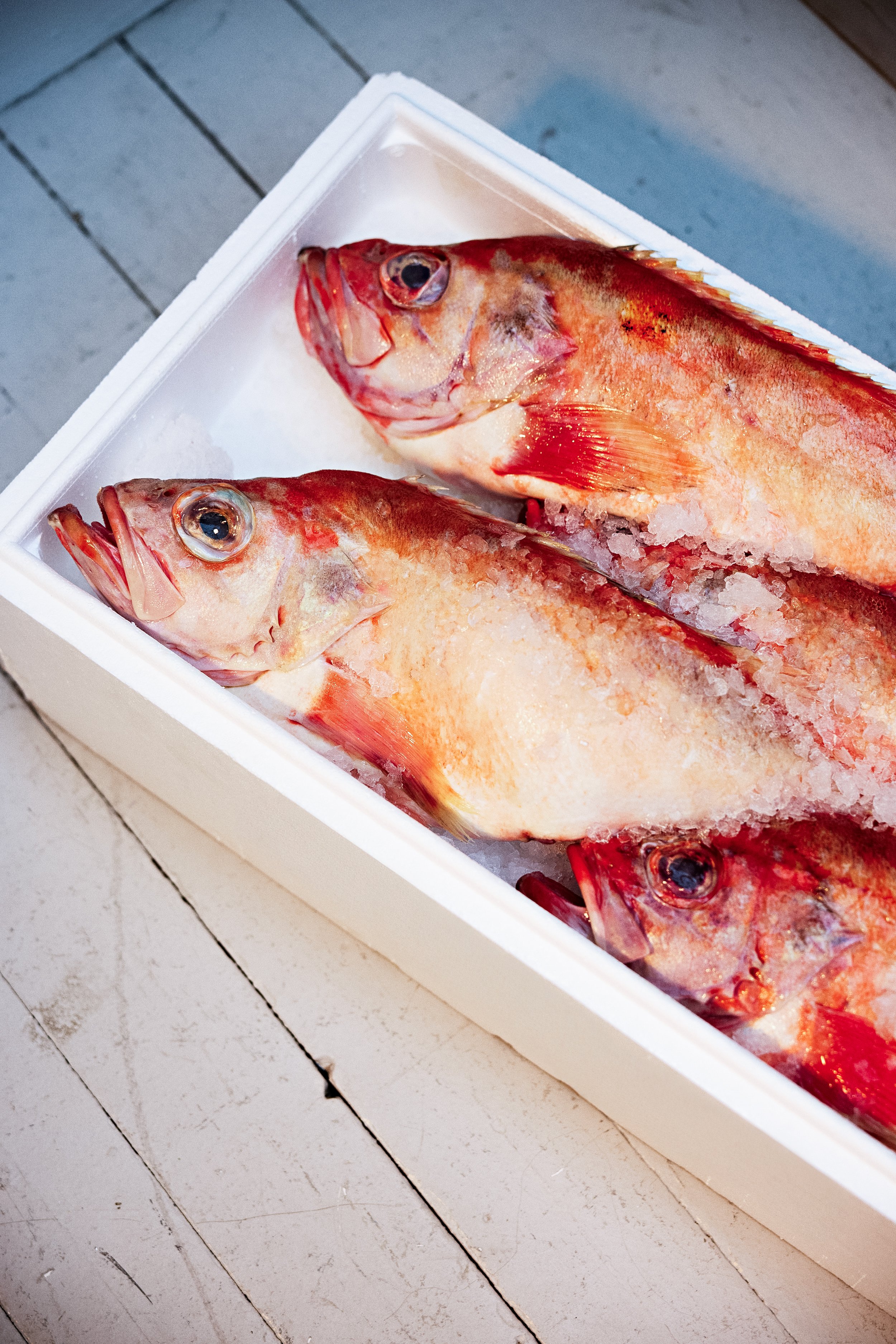Two freshly caught reddish-orange fish with large eyes, lying on a bed of ice in a white cooler, on a white wooden surface.