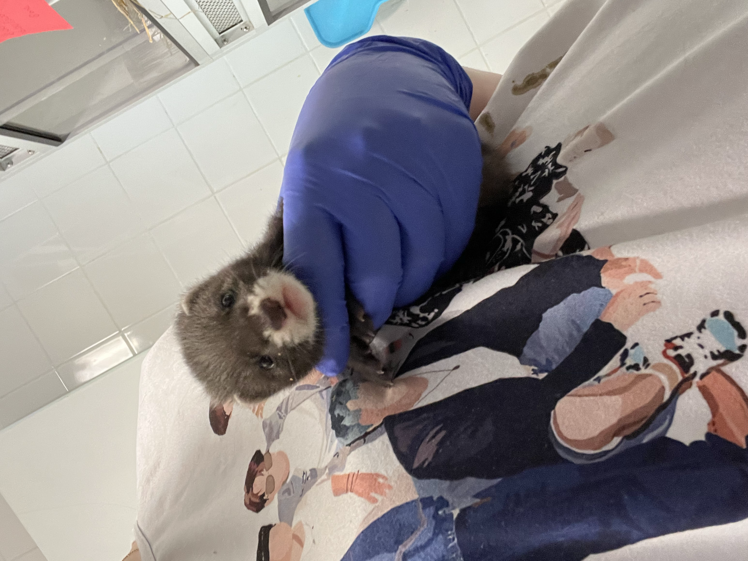 Tijdens mijn werk in de wildopvang heb ik met veel verschillende, wilde dieren mogen werken.