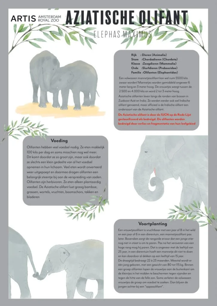 Artis | InfoGraphic met zelf geïllustreerde afbeeldingen