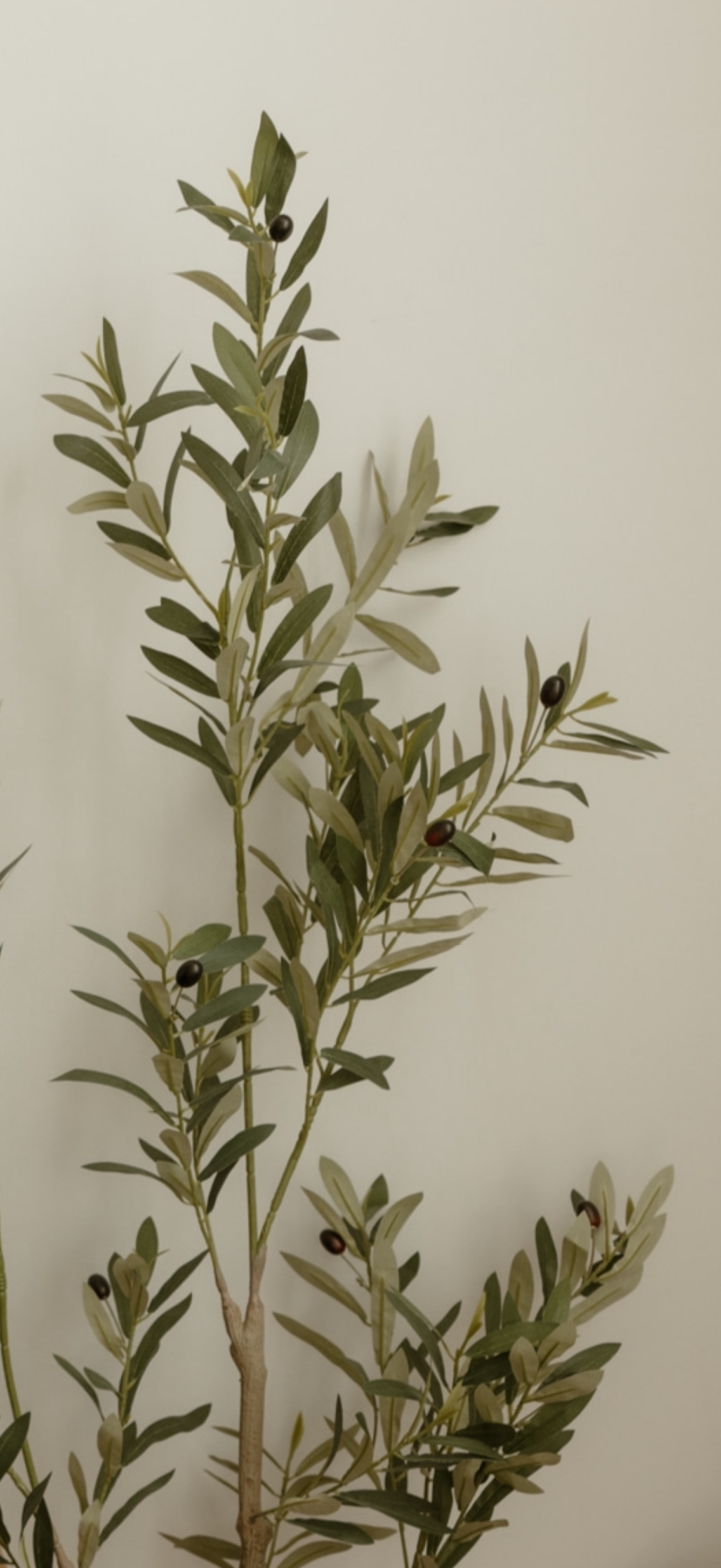 Olive branch with green leaves and black olives on a plain background.