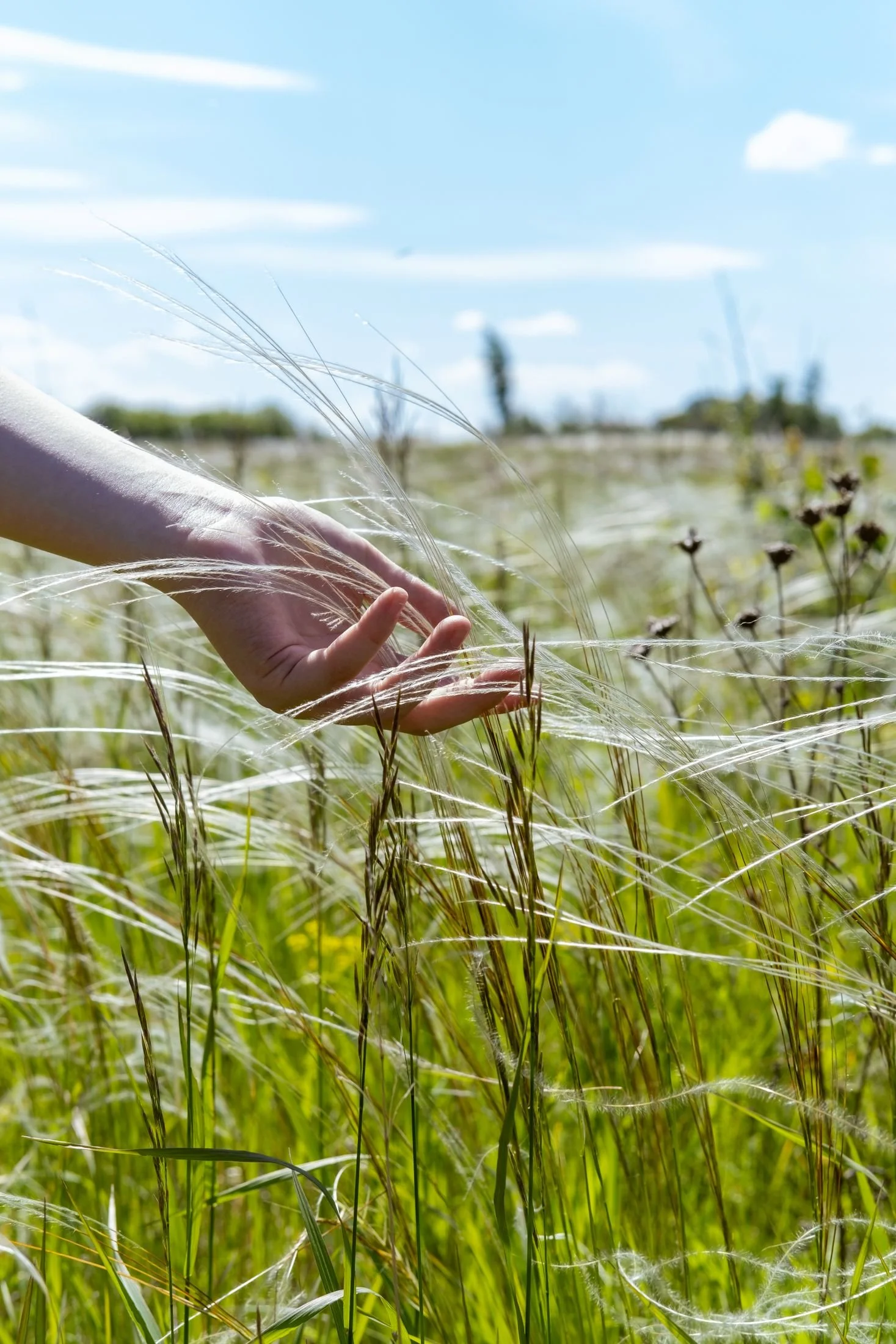 A person's hand touching tall green grass in a field under a blue sky with clouds.