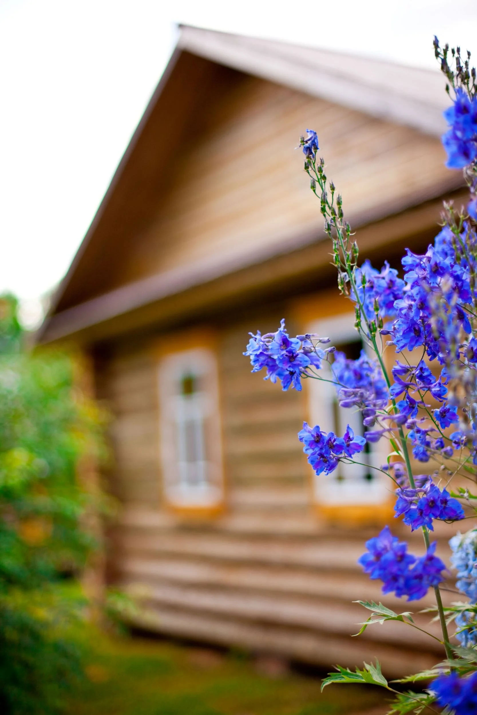 Purple flowers in bloom with a wooden house in the background.