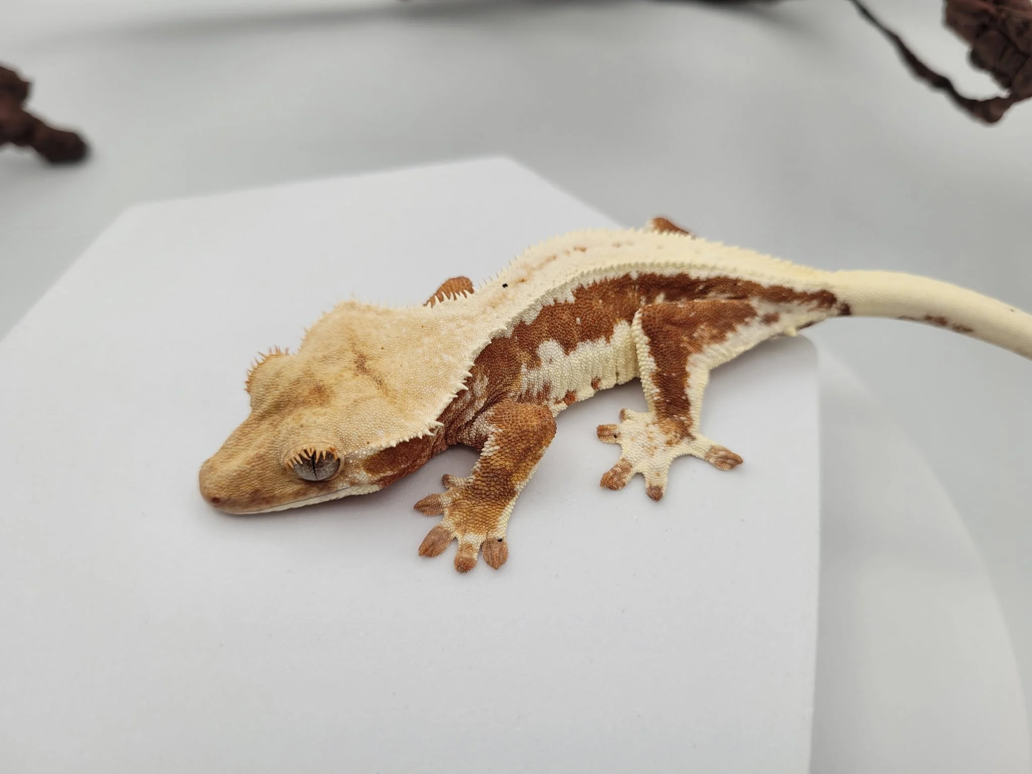 Unsexed Red Lilly White Crested Gecko (18 grams)