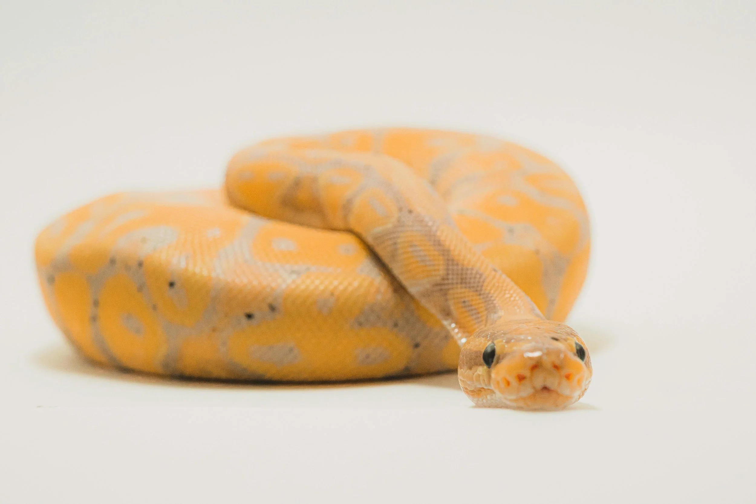 Close-up of an orange, yellow, and black patterned ball python snake on a white background.