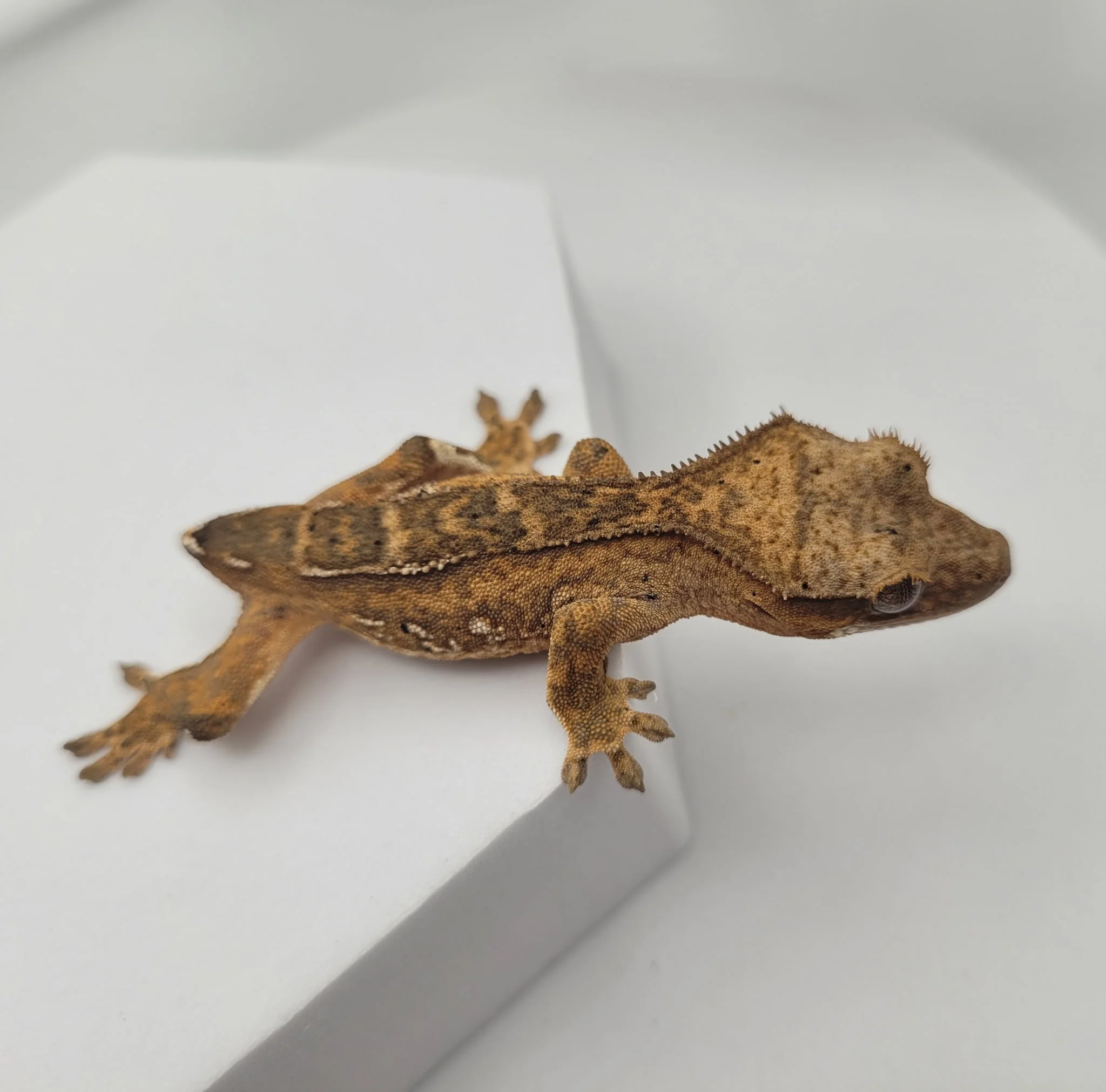 Unsexed Yellow Phantom Crested Gecko (6 grams)