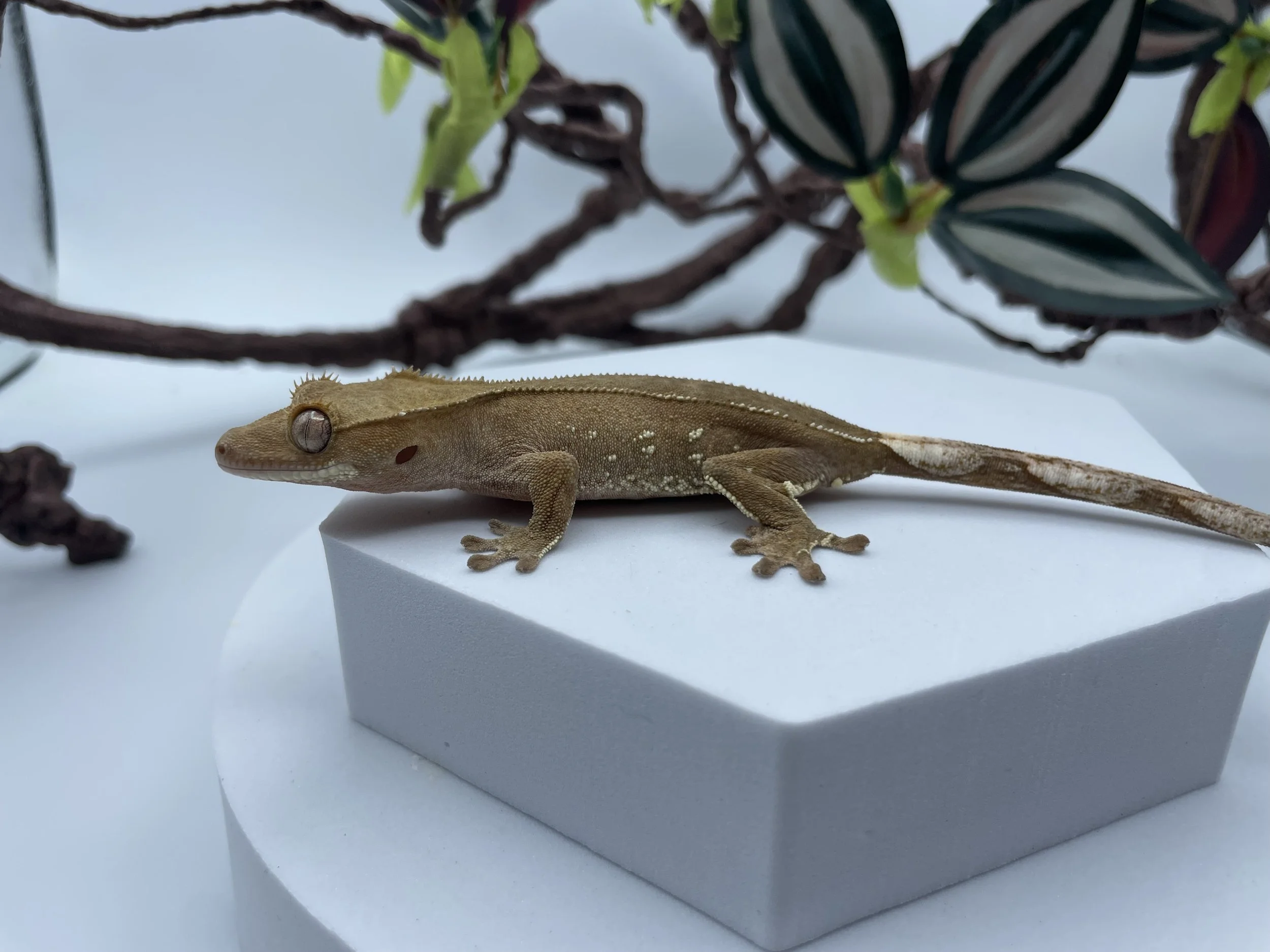 Unsexed Red Phantom Crested Gecko (11 grams)