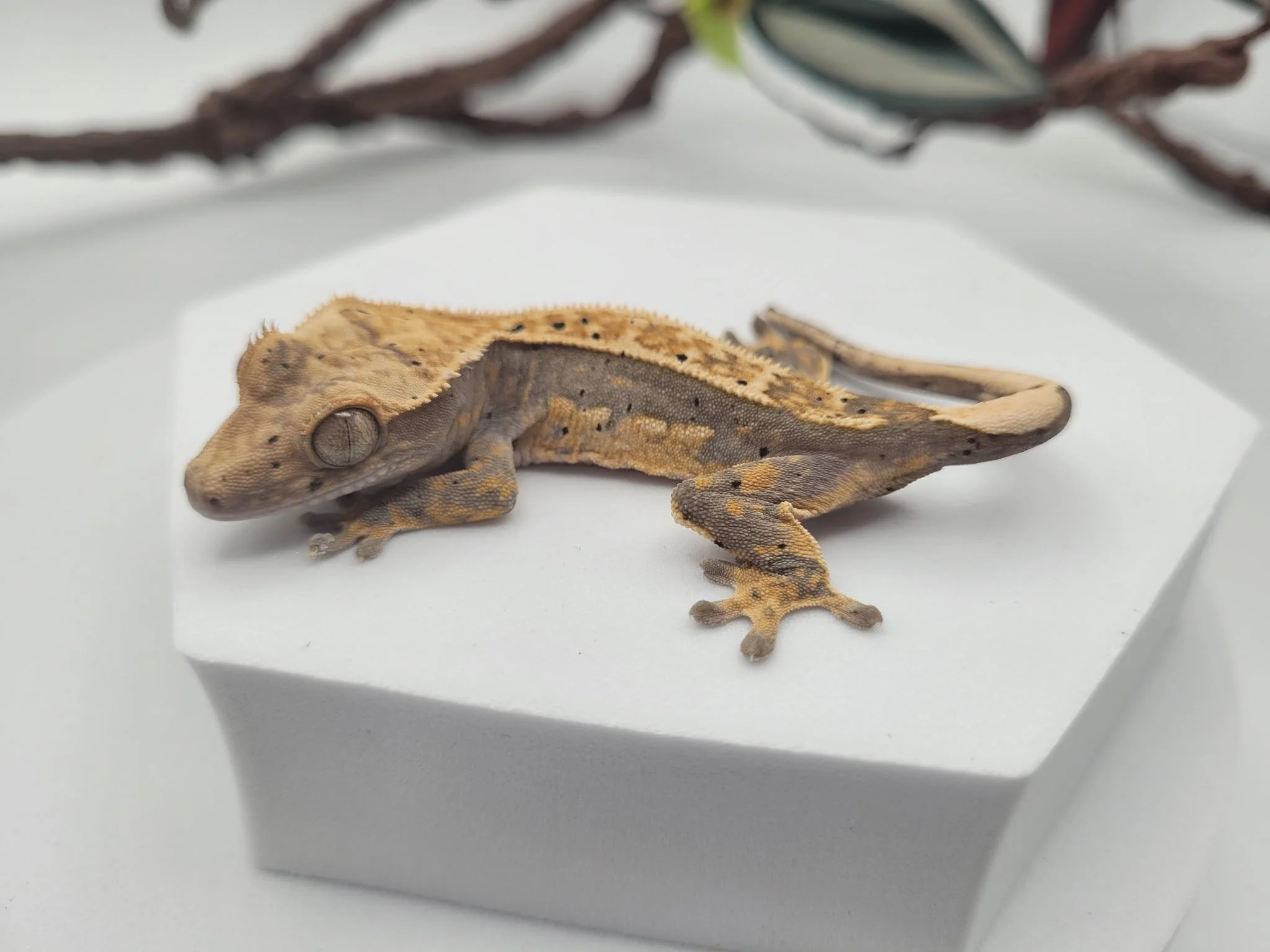Harlequin w/ Dal Spots Crested Gecko (10 grams)