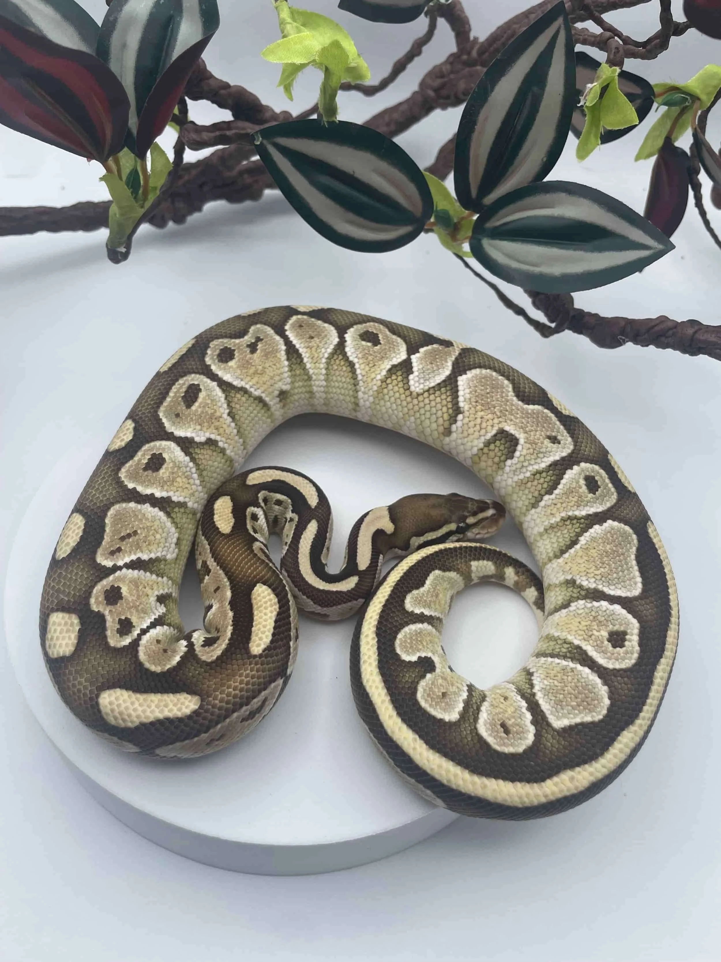 Female Lesser Ball Python (Python Regius)